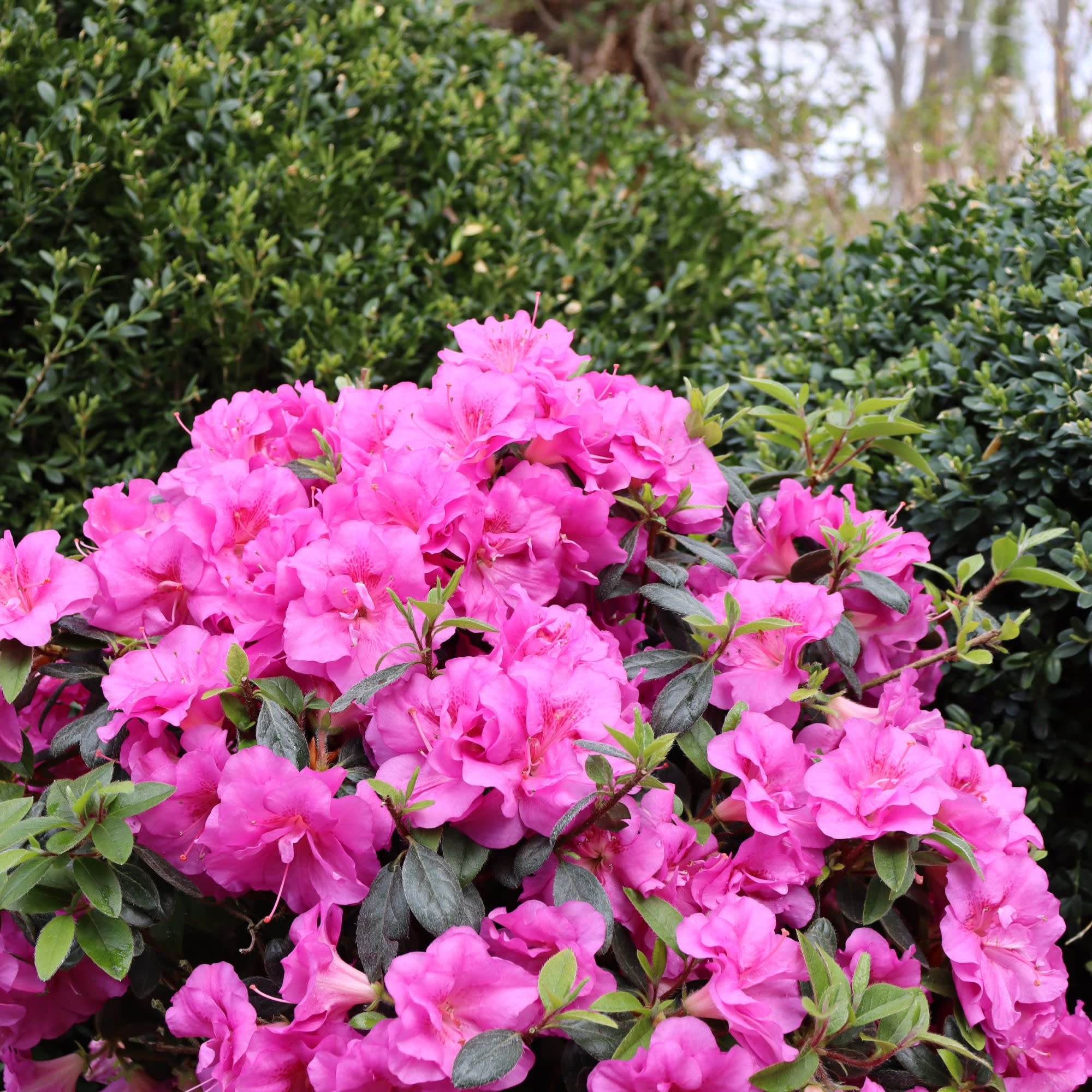 Perfecto Mundo® Double Purple Reblooming Azalea (Rhododendron x) - Image 4