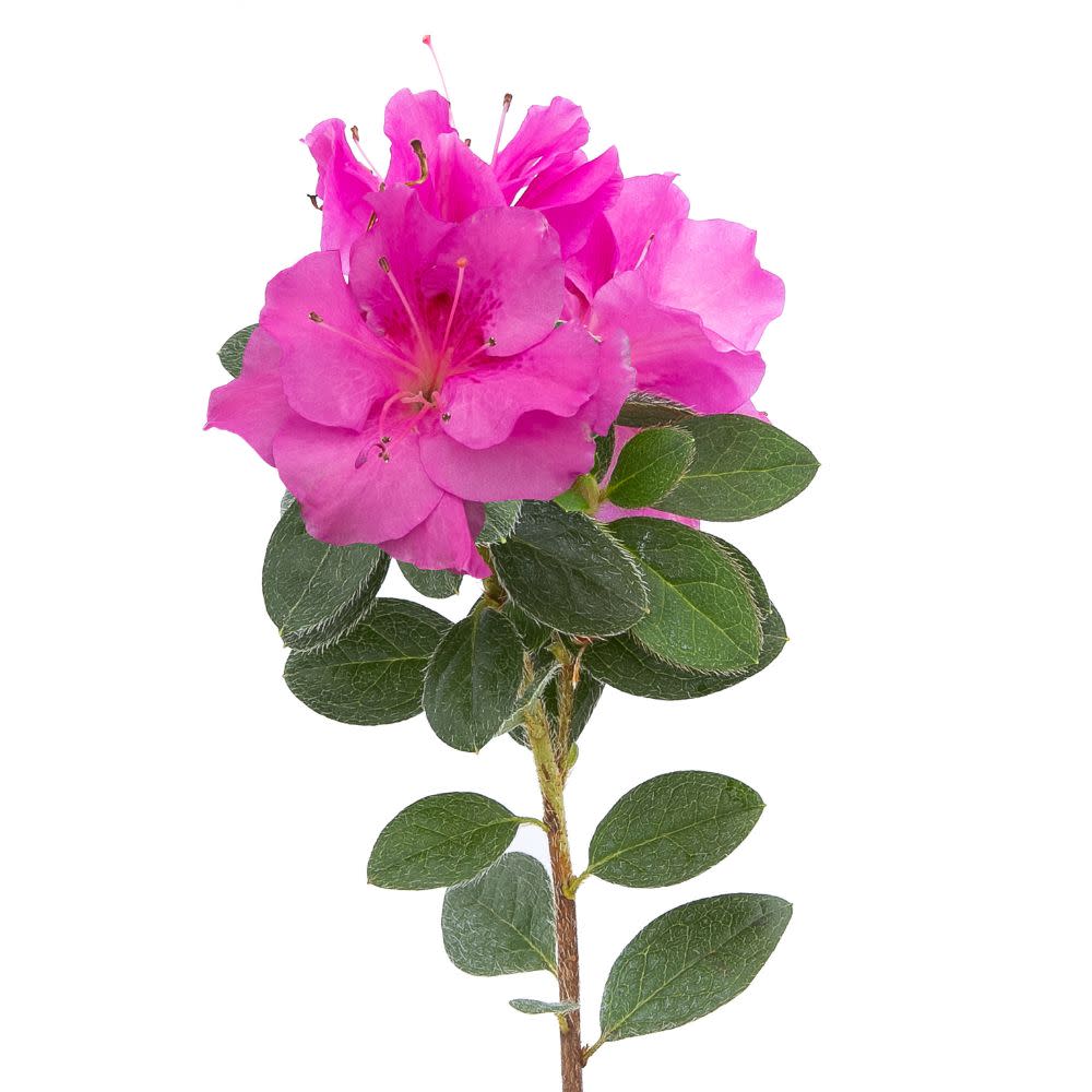 Perfecto Mundo® Double Purple Reblooming Azalea (Rhododendron x) - Image 5