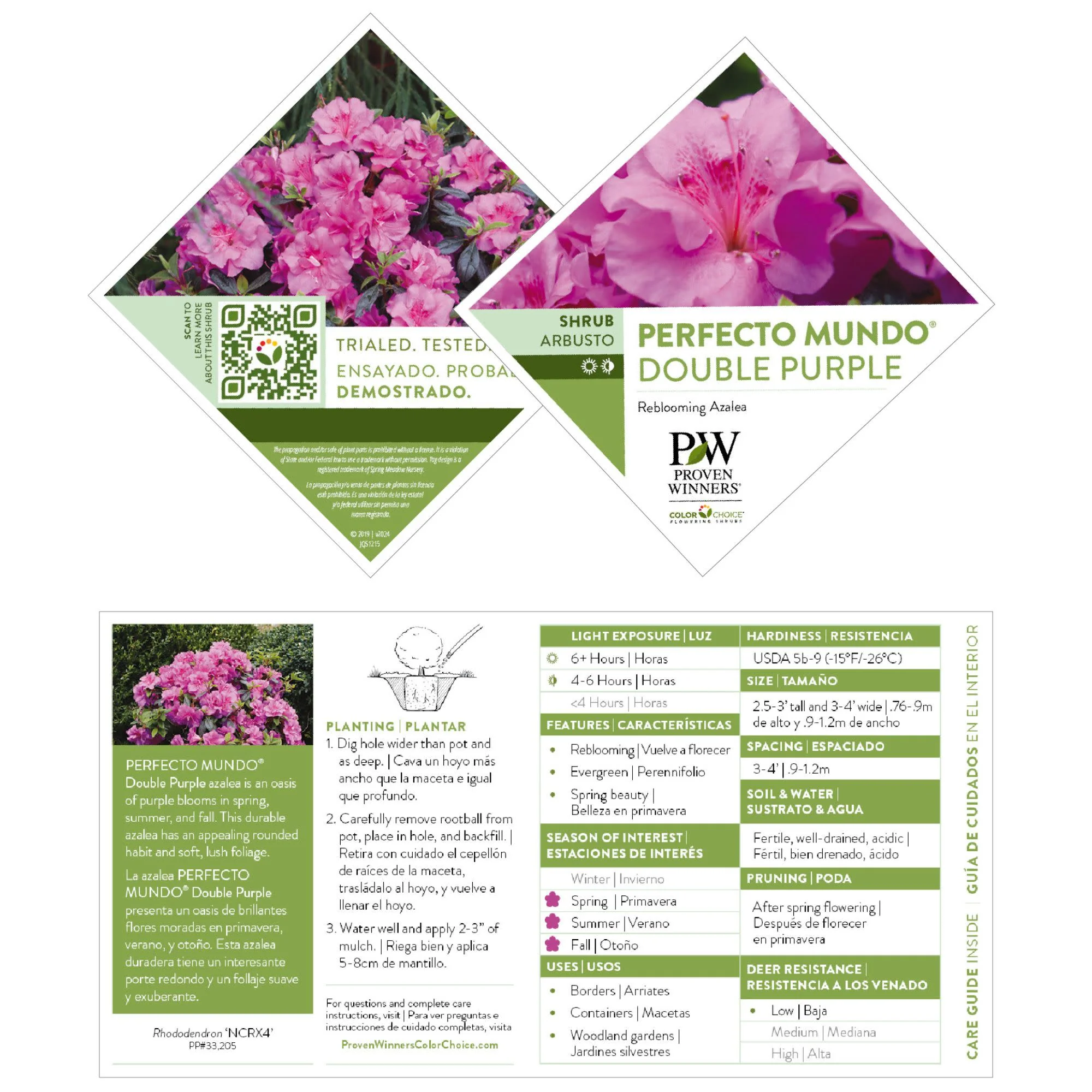 Perfecto Mundo® Double Purple Reblooming Azalea (Rhododendron x) - Image 7