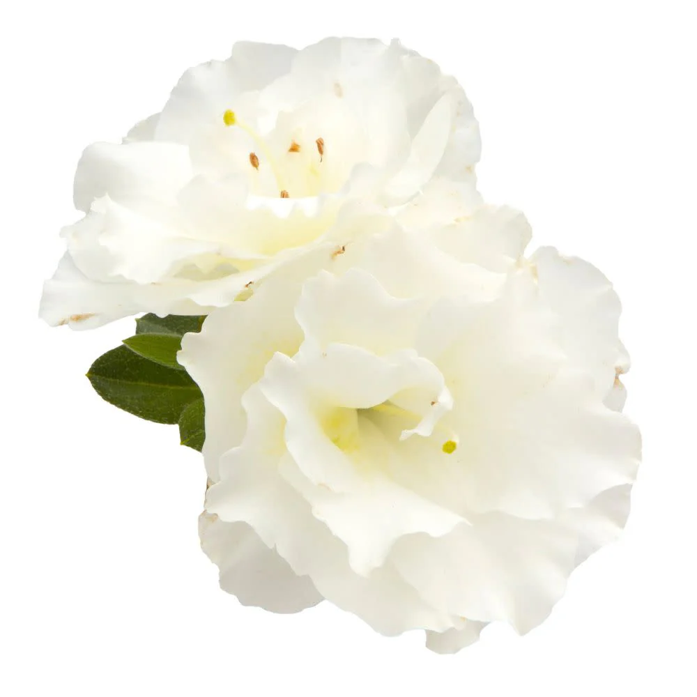 Perfecto Mundo® Double White Reblooming Azalea (Rhododendron x) - Image 8