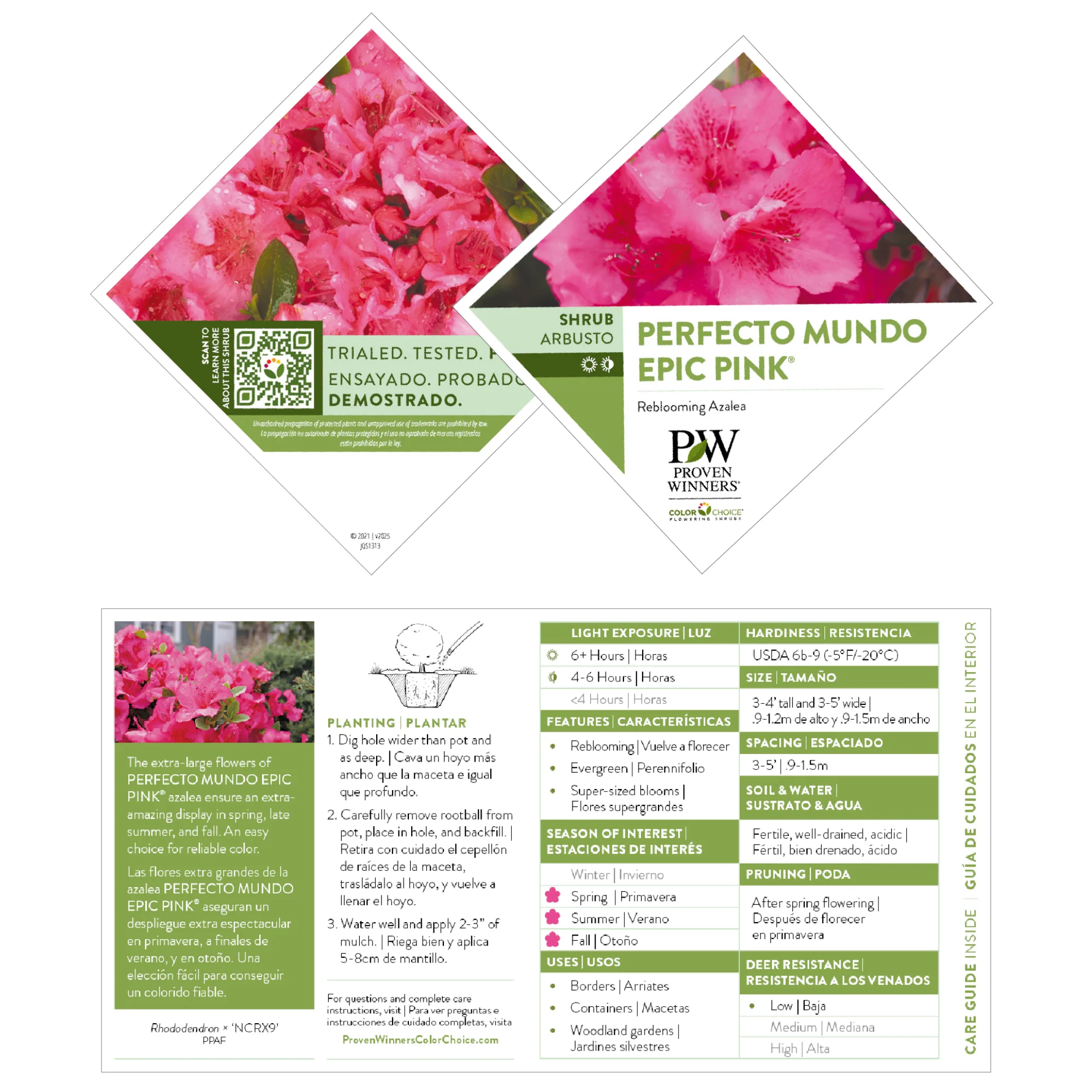 Perfecto Mundo Epic Pink® Reblooming Azalea (Rhododendron x) - Image 6