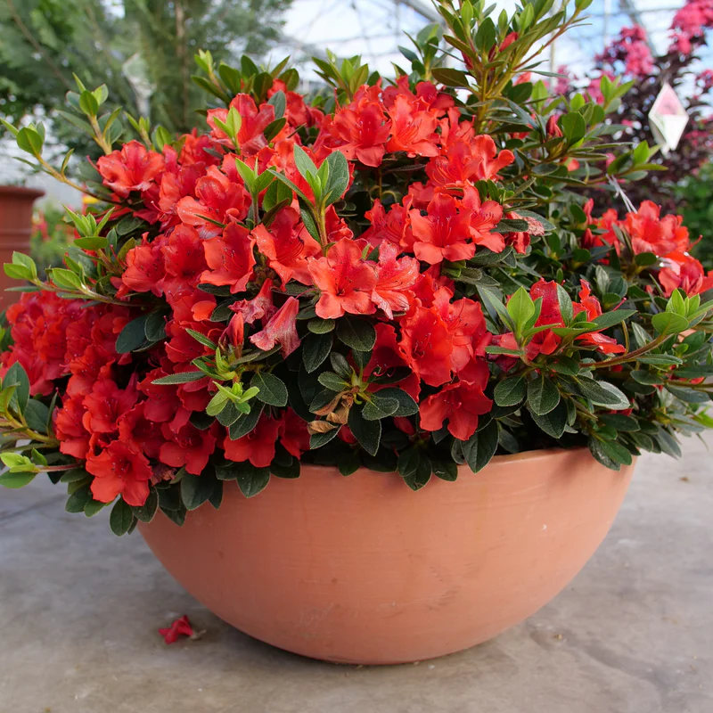 Perfecto Mundo® Orange Reblooming Azalea (Rhododendron x) - Image 5