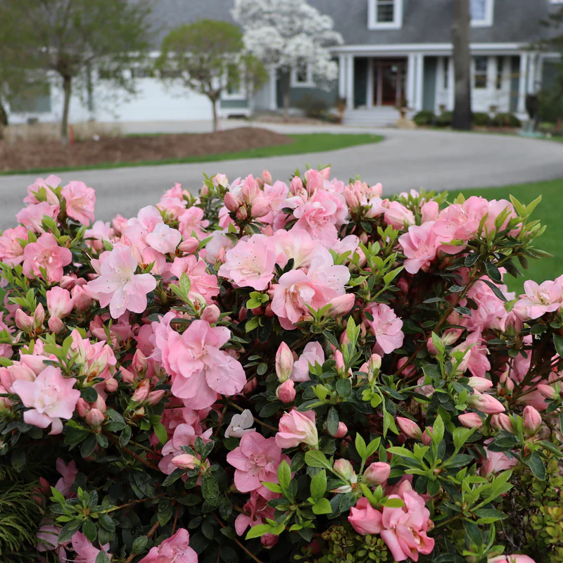 Perfecto Mundo Pink Carpet® Reblooming Azalea (Rhododendron x) - Image 5