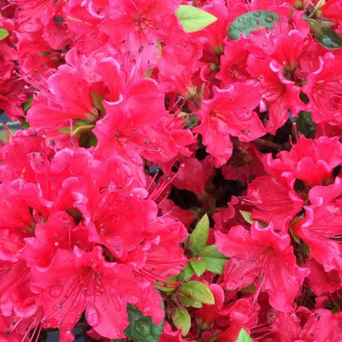 Perfecto Mundo® Red Reblooming Azalea (Rhododendron x) - Image 2