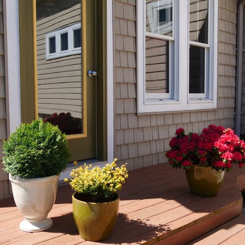 Perfecto Mundo® Red Reblooming Azalea (Rhododendron x) - Image 6