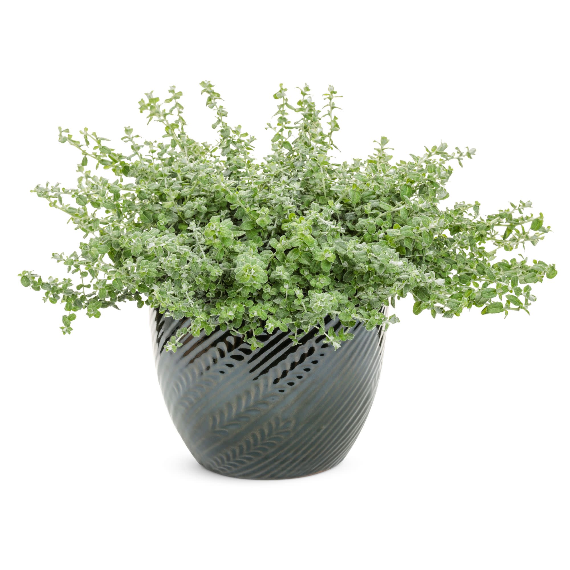 Petite Licorice Licorice Plant (Helichrysum petiolare) - Image 4