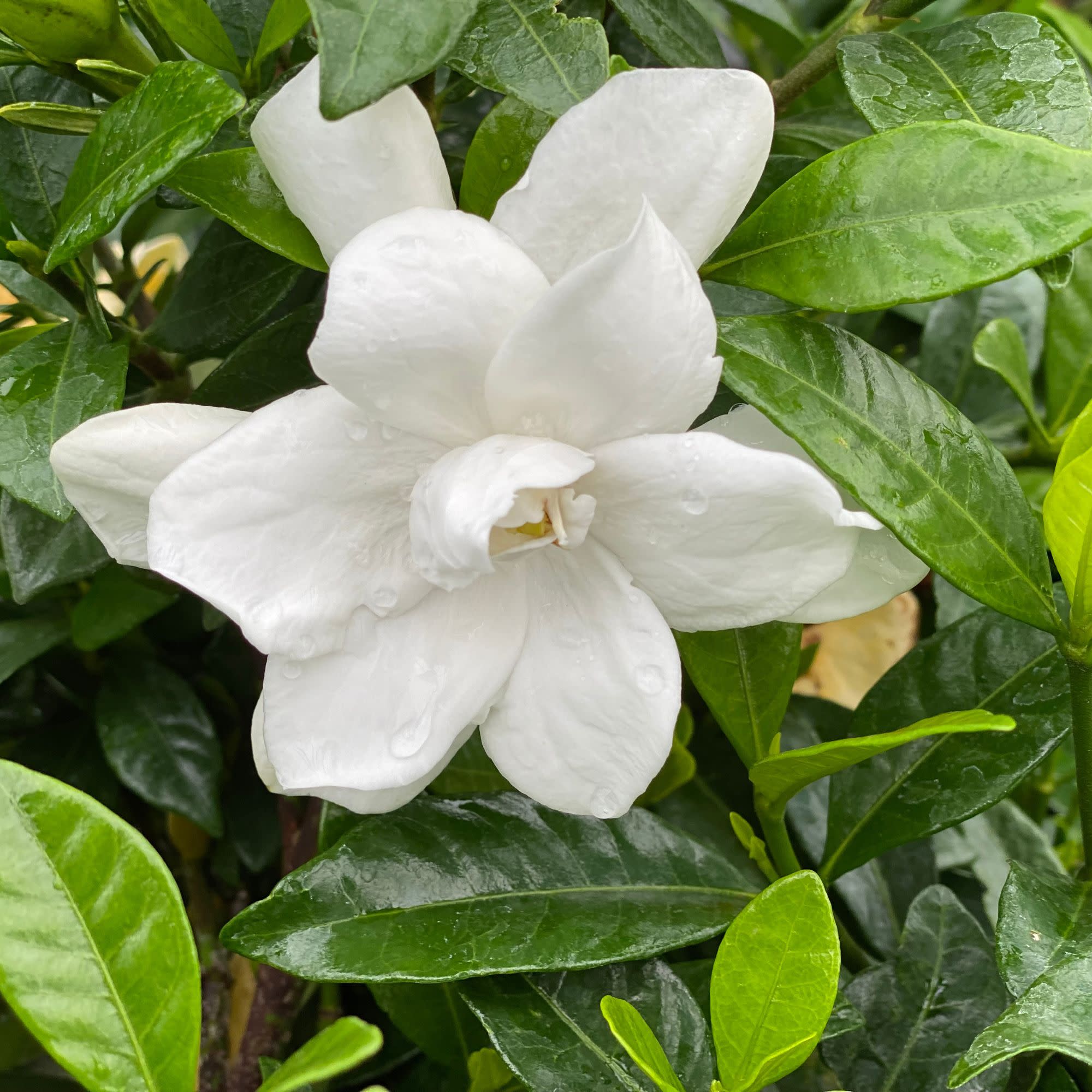 Pillow Talk® Gardenia (Gardenia jasminoides) - Image 3