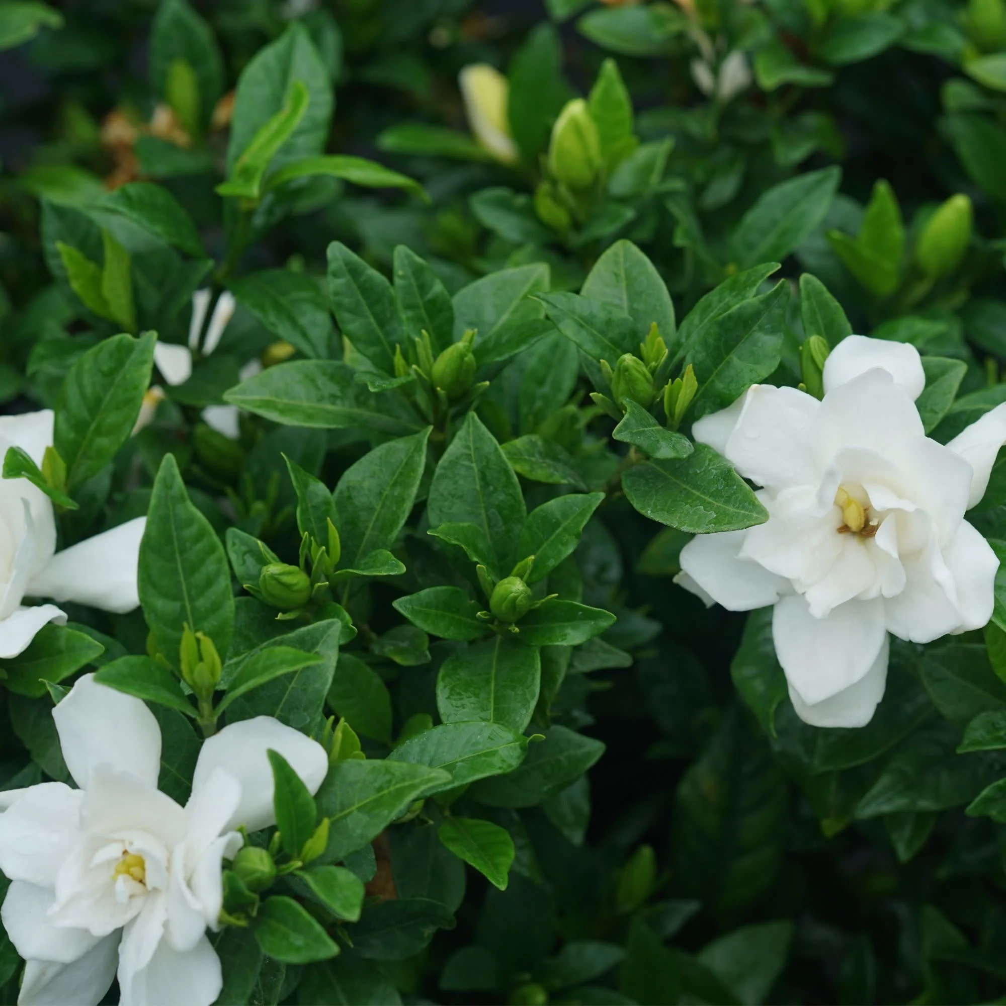 Pillow Talk® Gardenia (Gardenia jasminoides) - Image 4