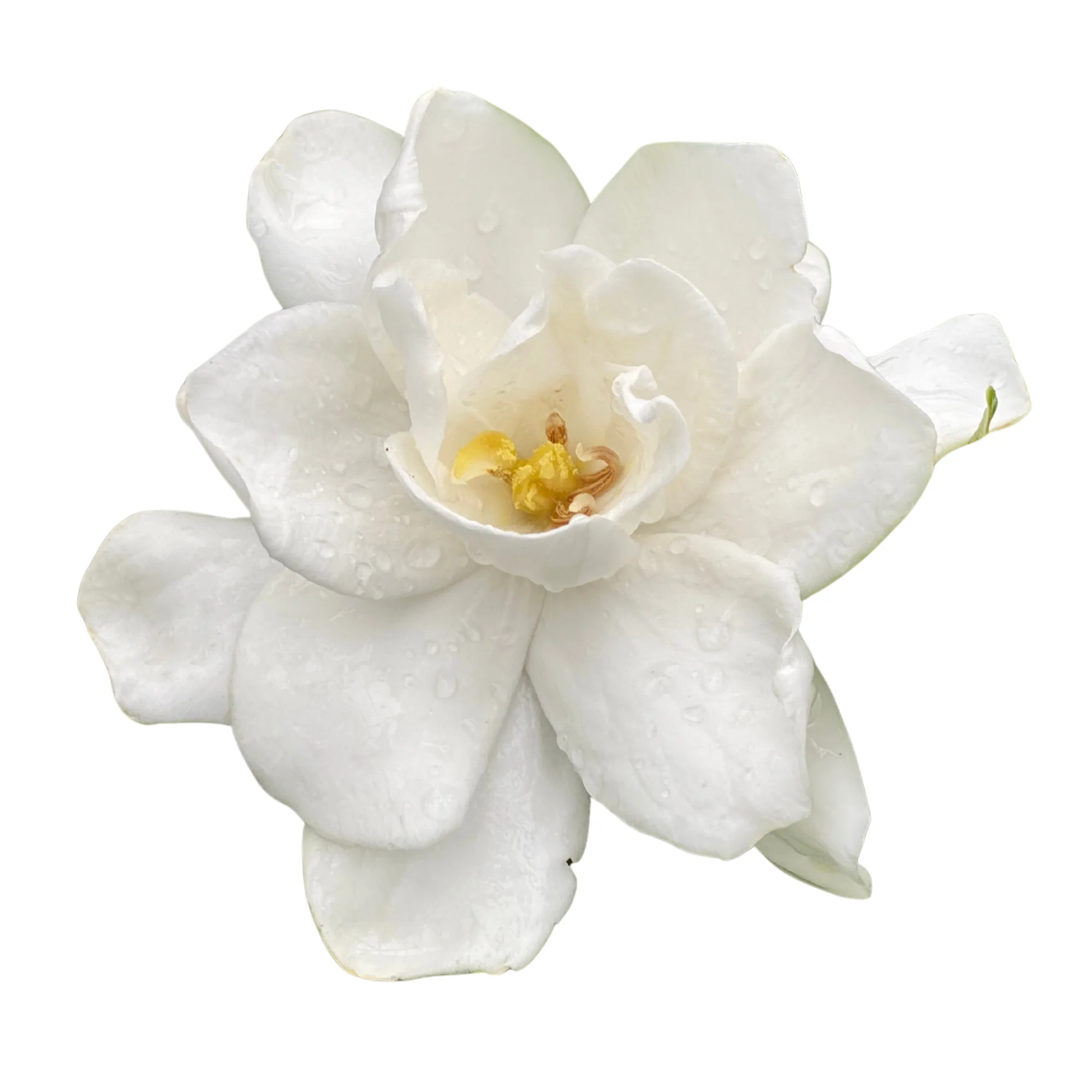 Pillow Talk® Gardenia (Gardenia jasminoides) - Image 5