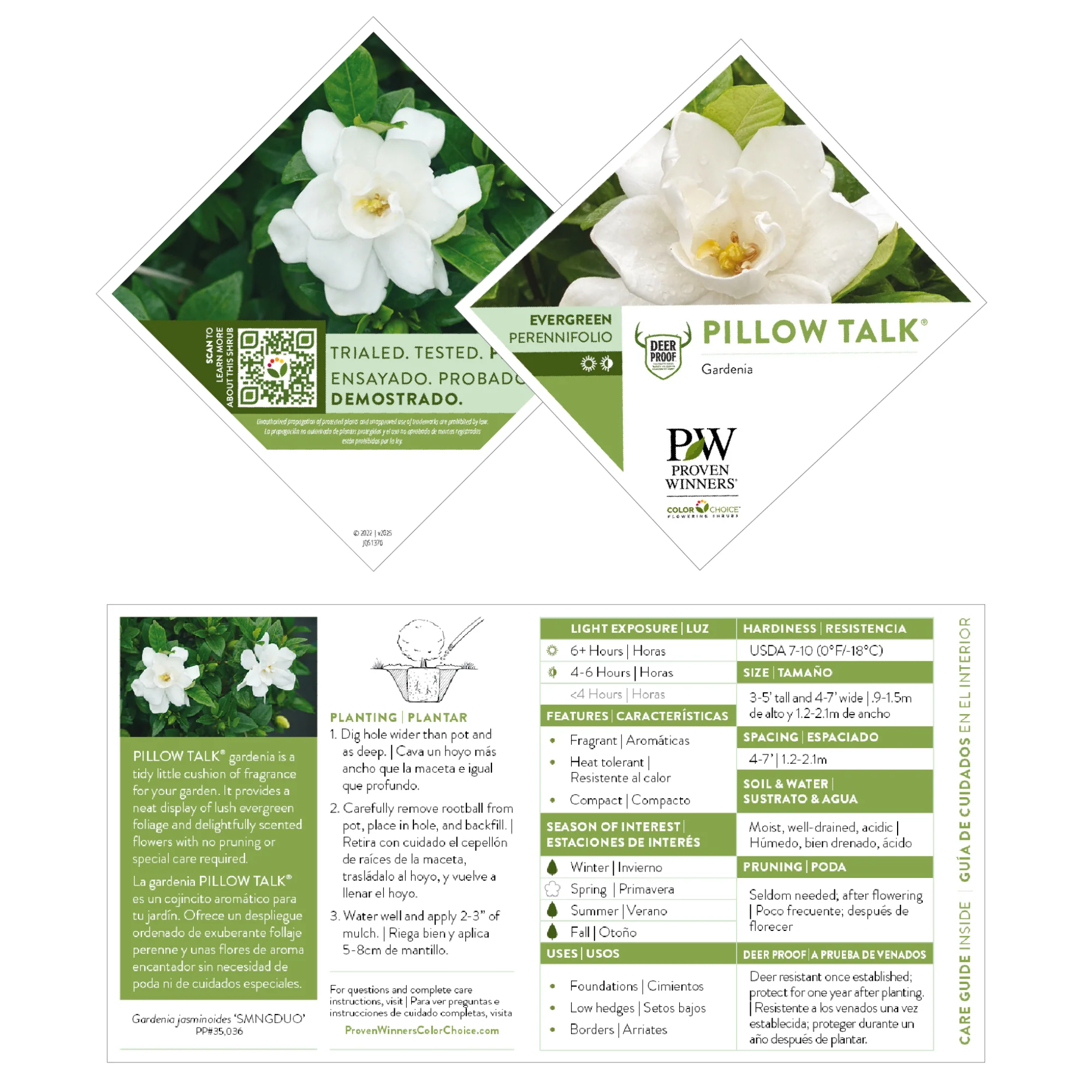 Pillow Talk® Gardenia (Gardenia jasminoides) - Image 7