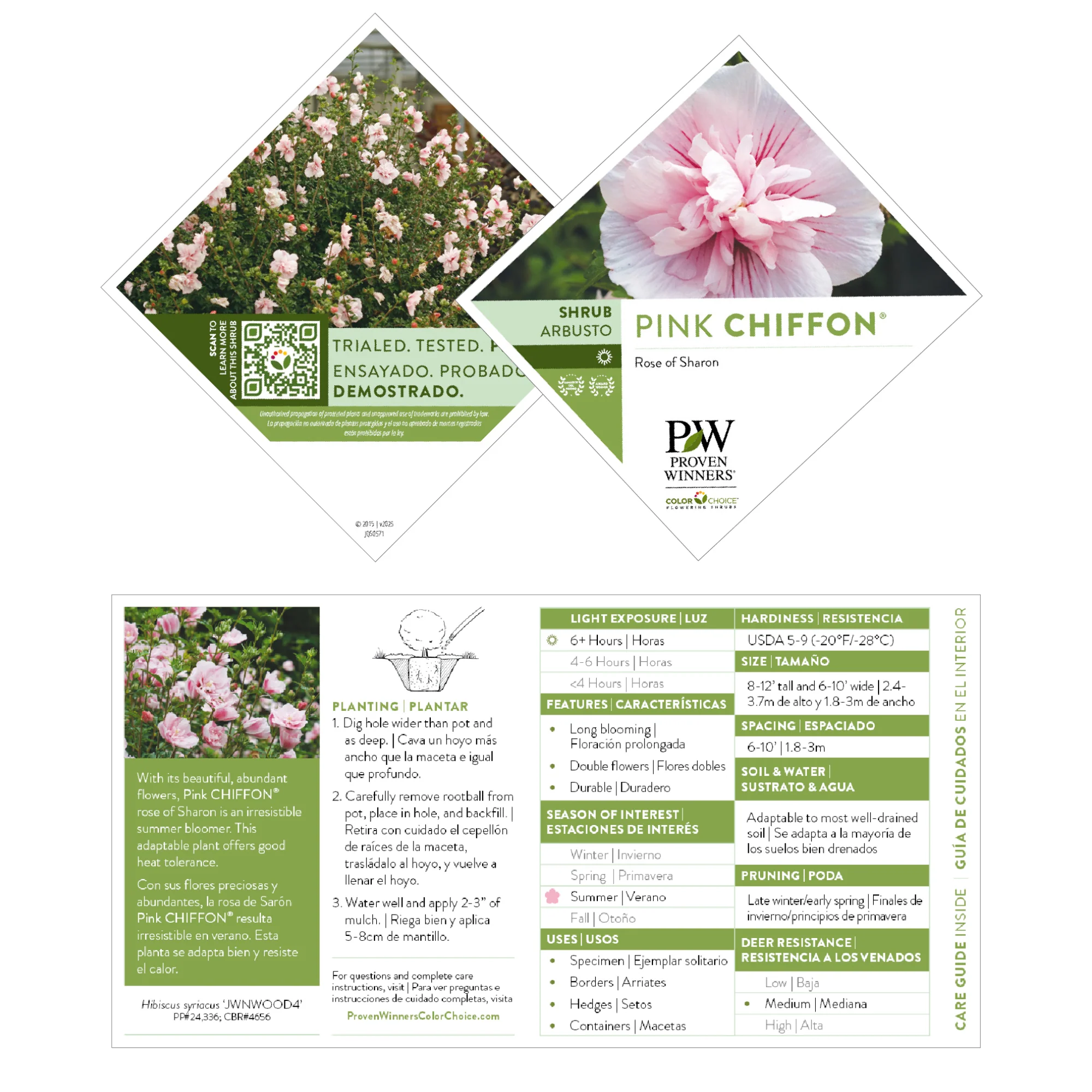 Pink Chiffon® Rose of Sharon (Hibiscus syriacus) - Image 9