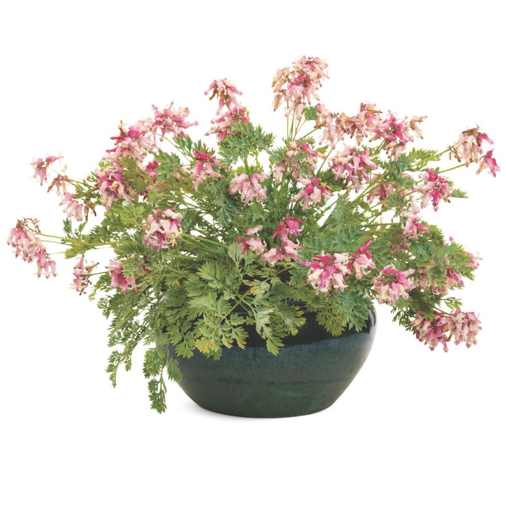'Pink Diamonds' Fern-leaved Bleeding Heart (Dicentra hybrid) - Image 3