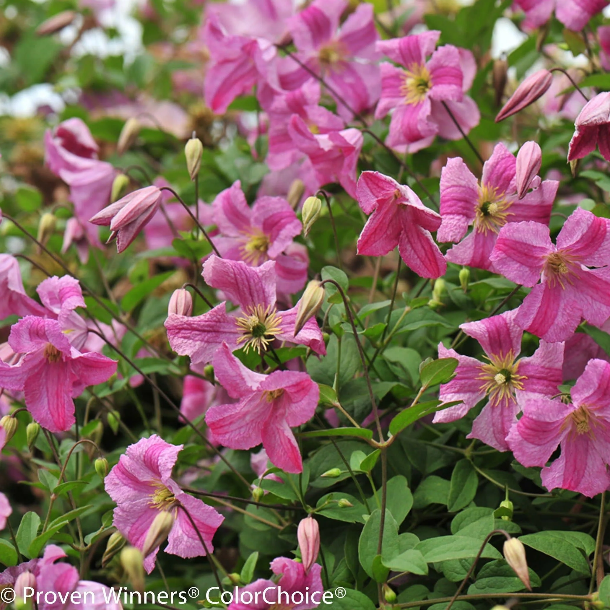 Pink Mink® Clematis