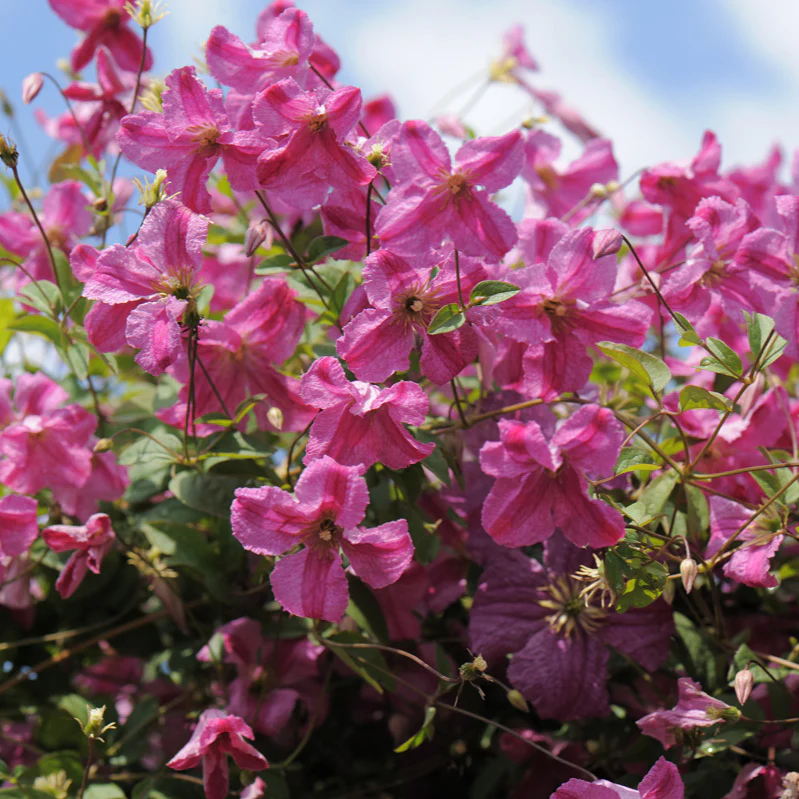 Pink Mink® Clematis - Image 3