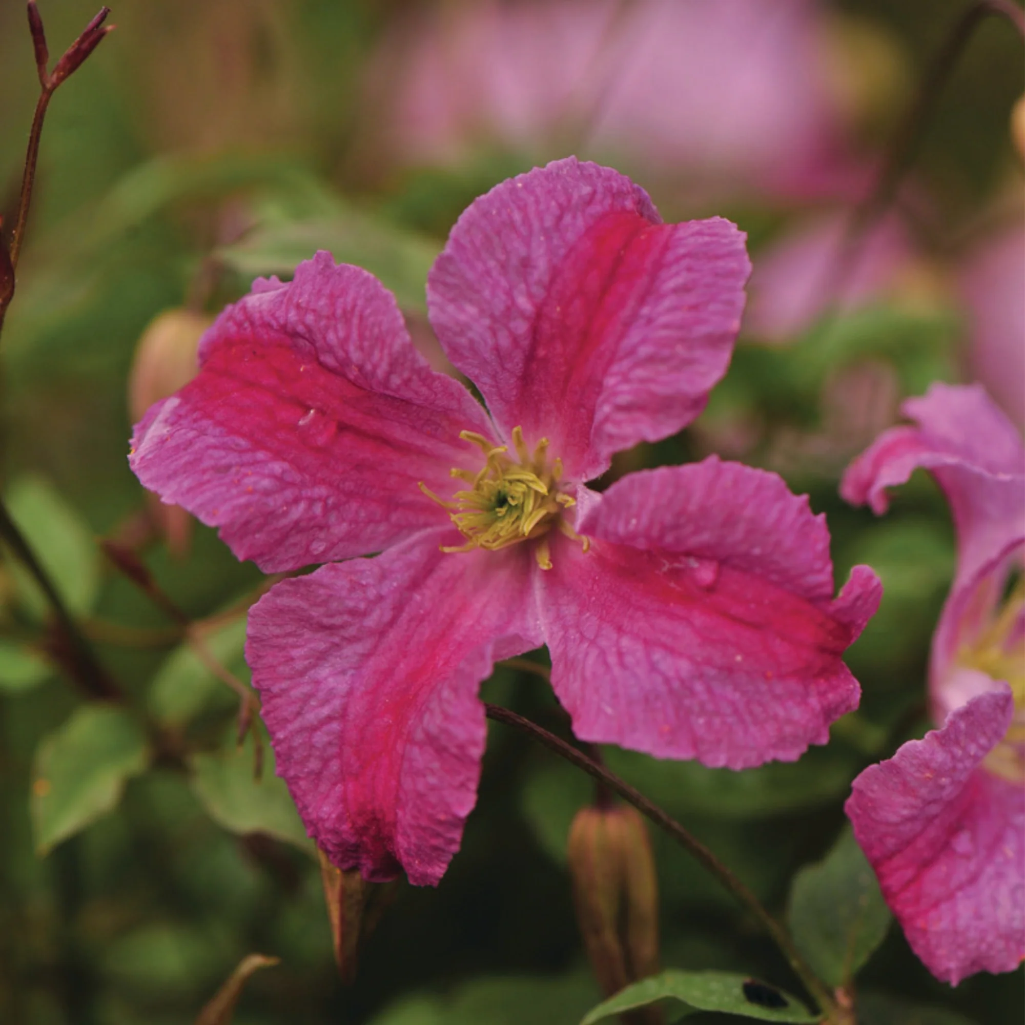 Pink Mink® Clematis - Image 4