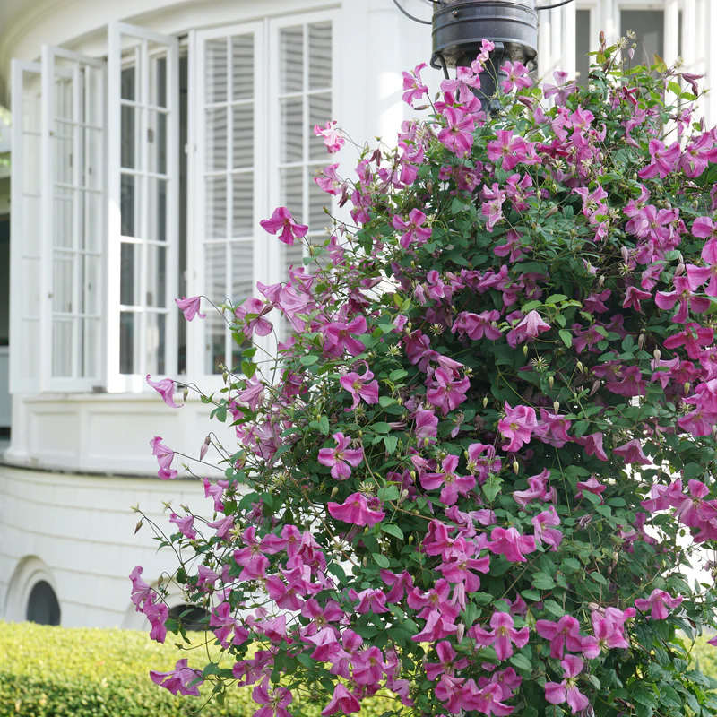 Pink Mink® Clematis - Image 5