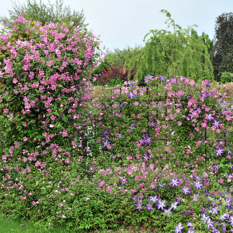 Pink Mink® Clematis - Image 6