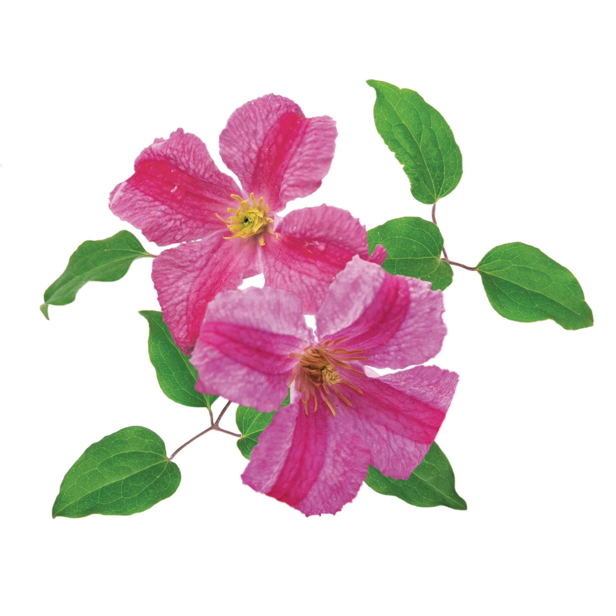 Pink Mink® Clematis - Image 7