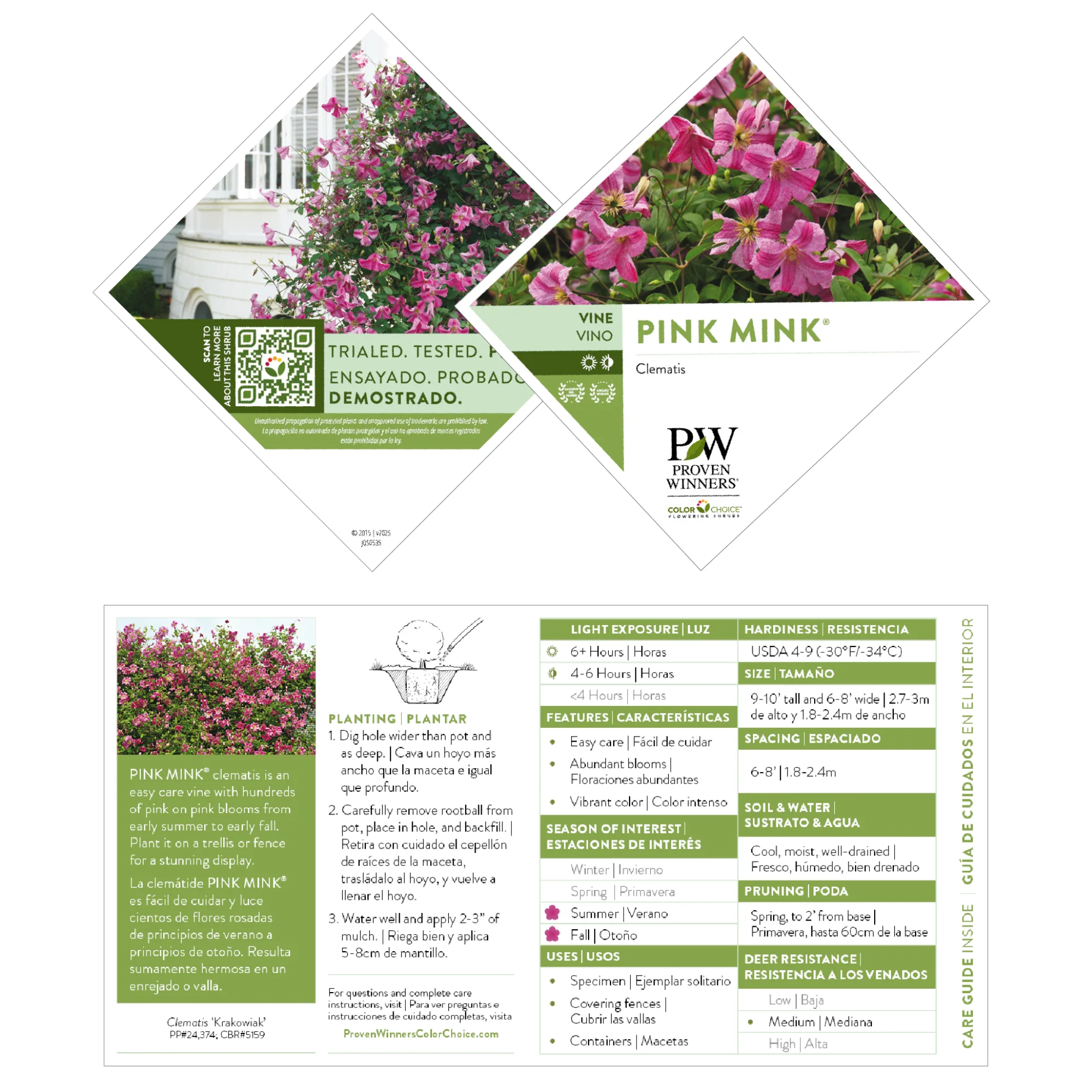 Pink Mink® Clematis - Image 9