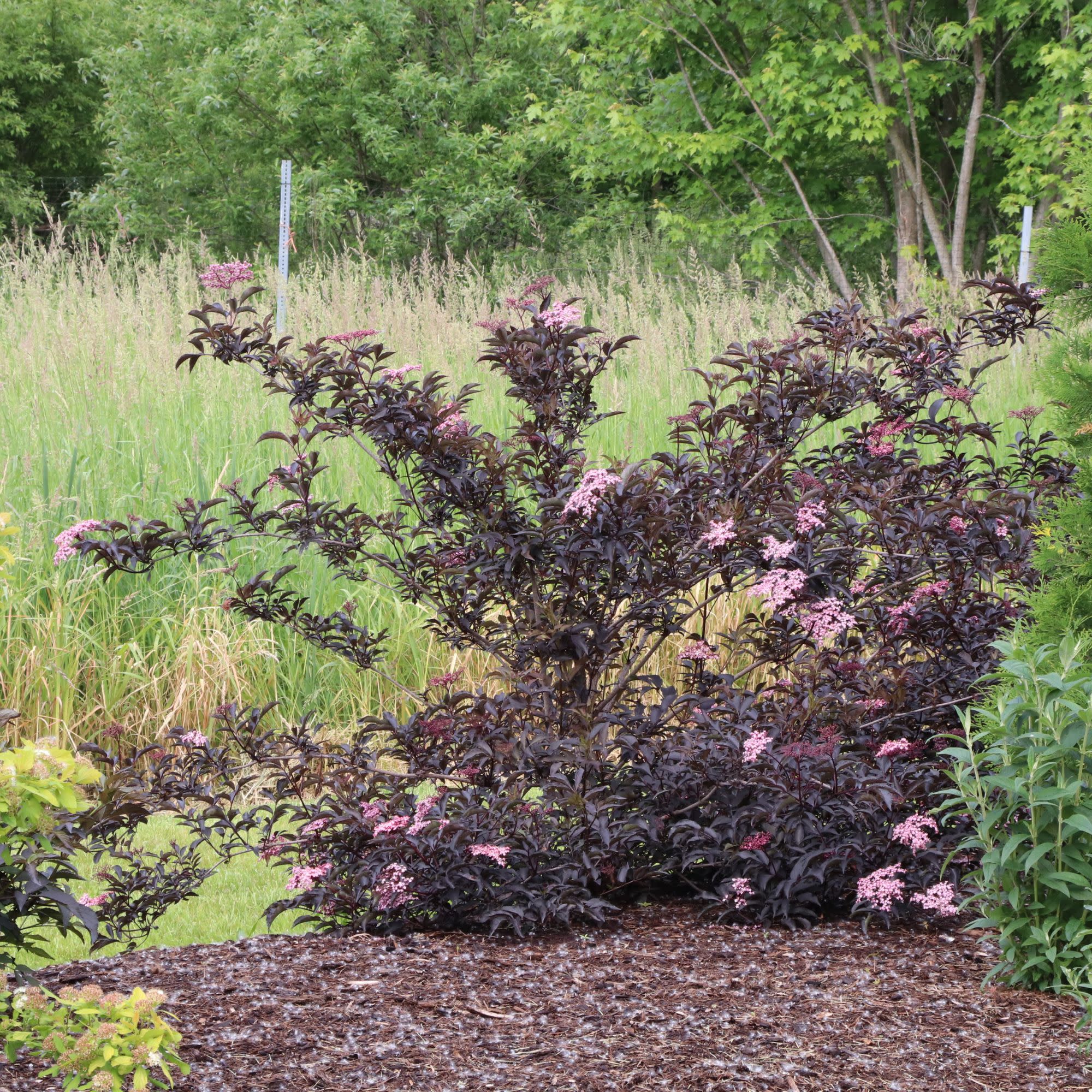 Pink Pony™ Elderberry (Sambucus nigra) | Proven Winners® New Variety 2027 - Image 6