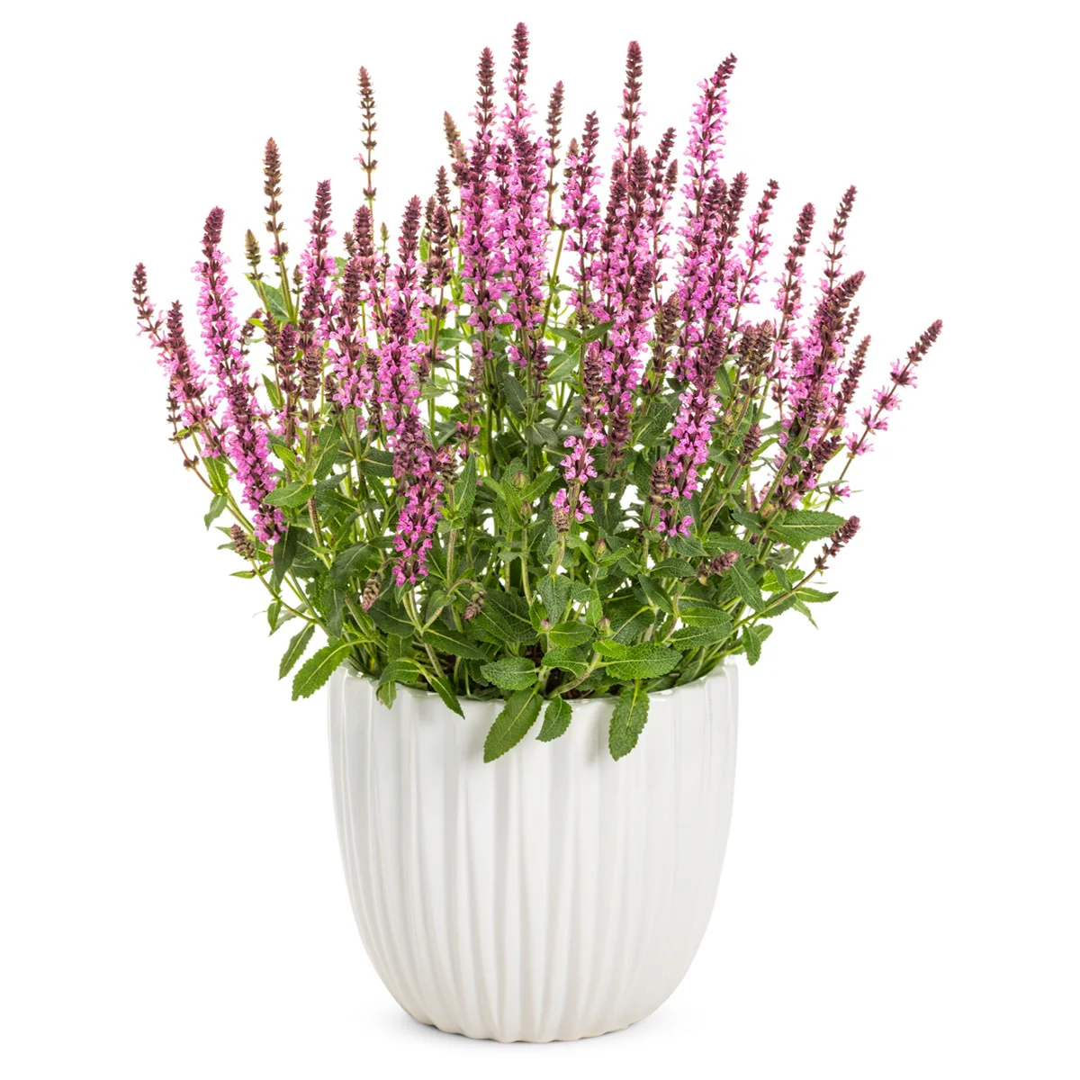 'Pink Profusion' Perennial Salvia (Salvia nemorosa) - Image 8