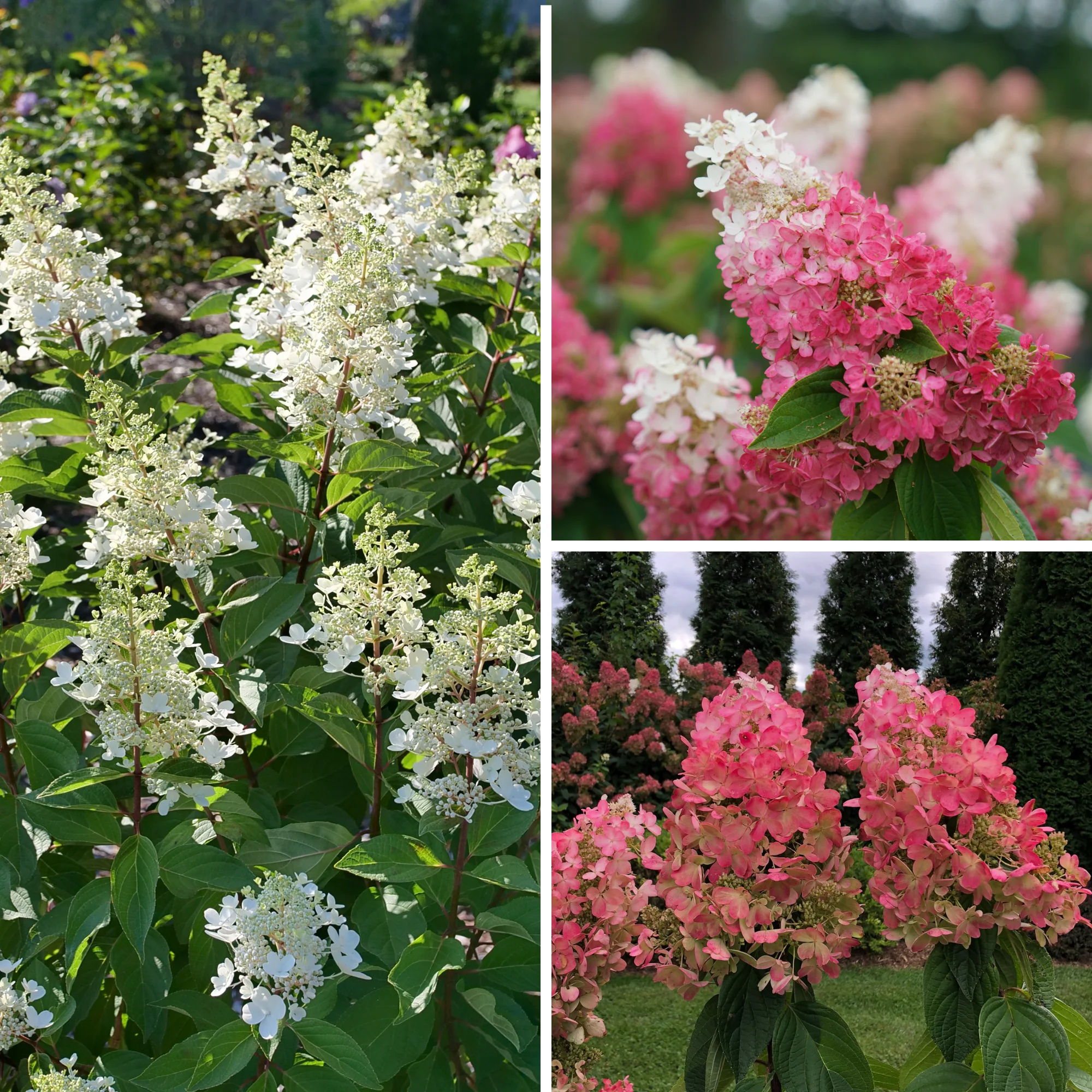 Pinky Winky Prime® Panicle Hydrangea (paniculata) - Image 3