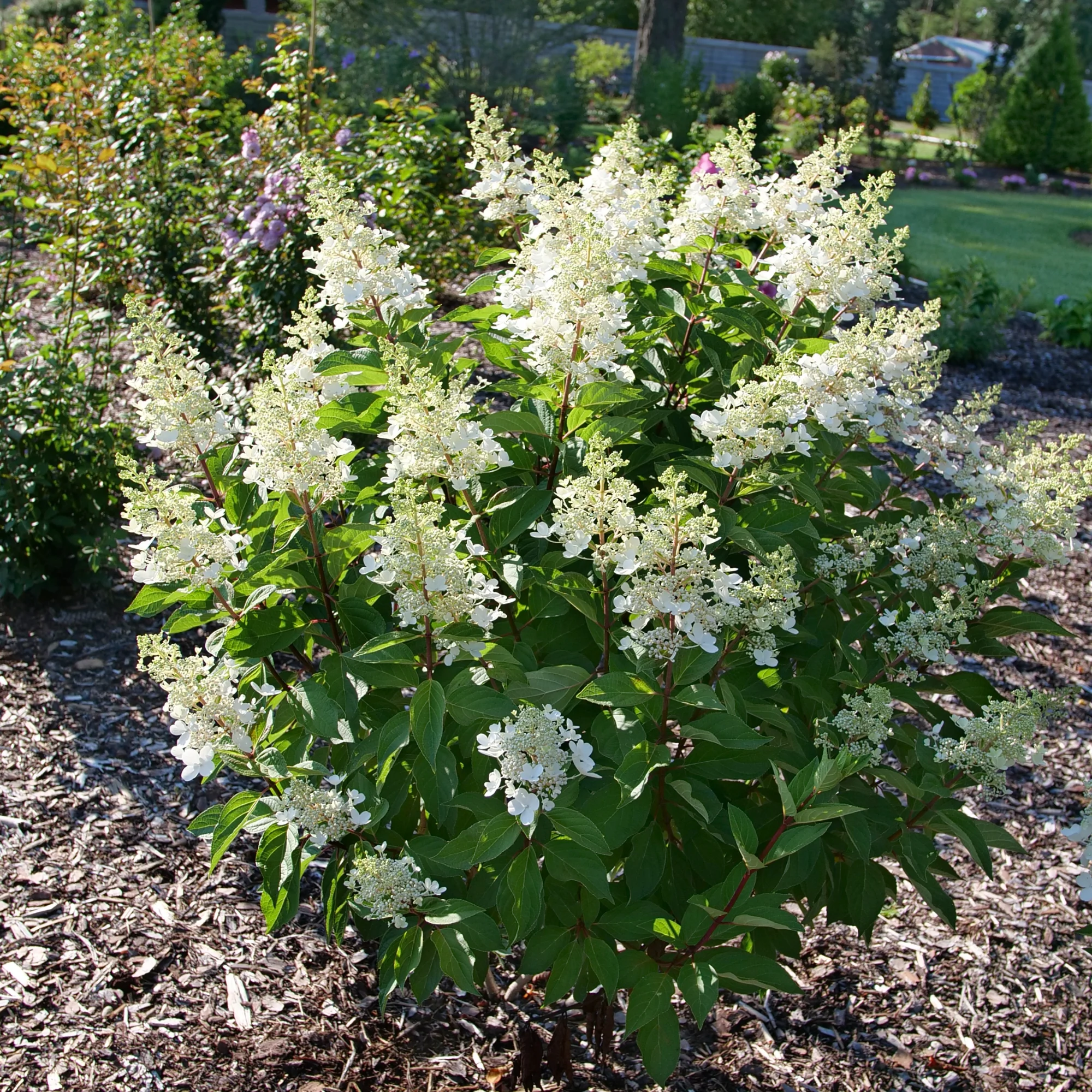 Pinky Winky Prime® Panicle Hydrangea (paniculata) - Image 4