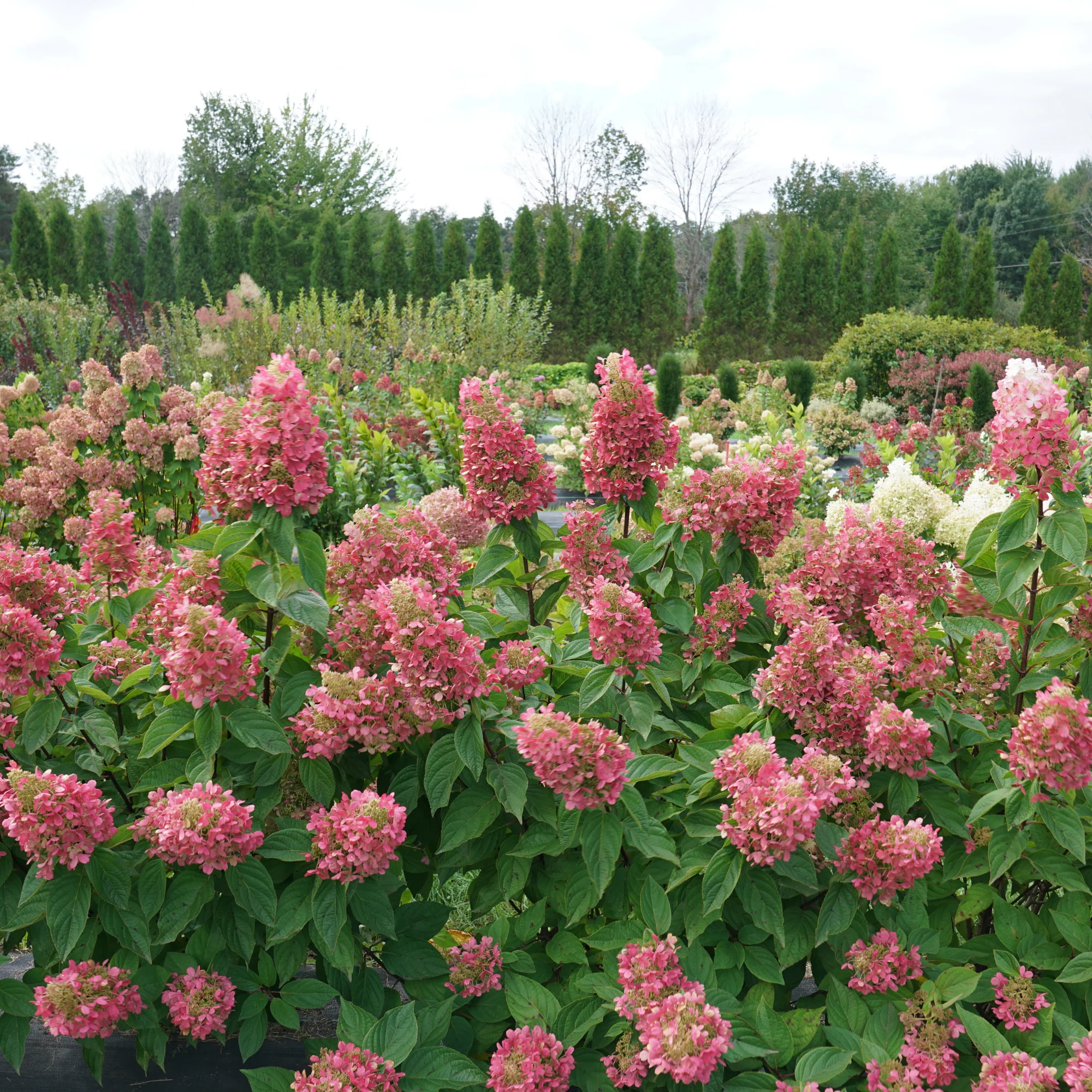 Pinky Winky Prime® Panicle Hydrangea (paniculata) - Image 5