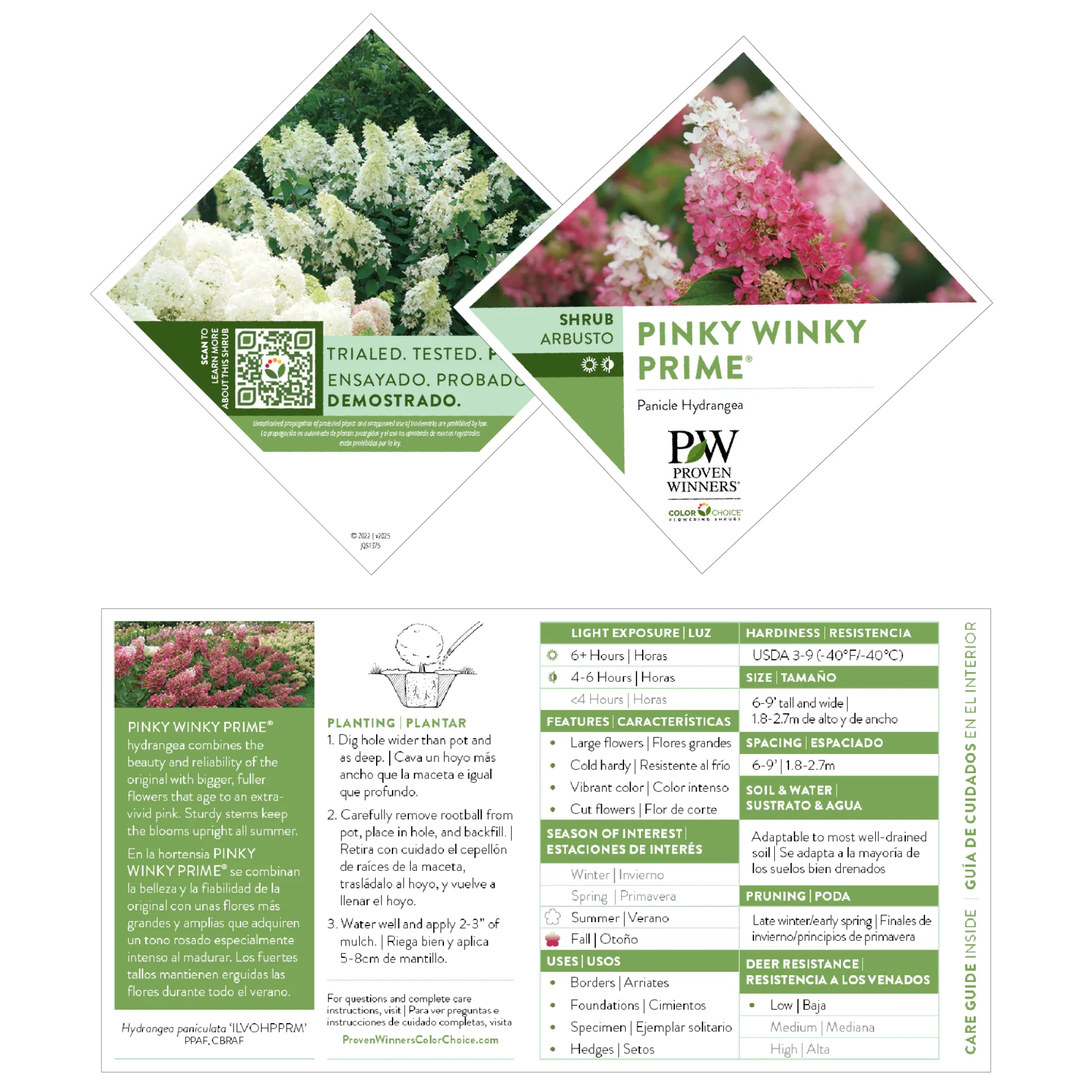 Pinky Winky Prime® Panicle Hydrangea (paniculata) - Image 7