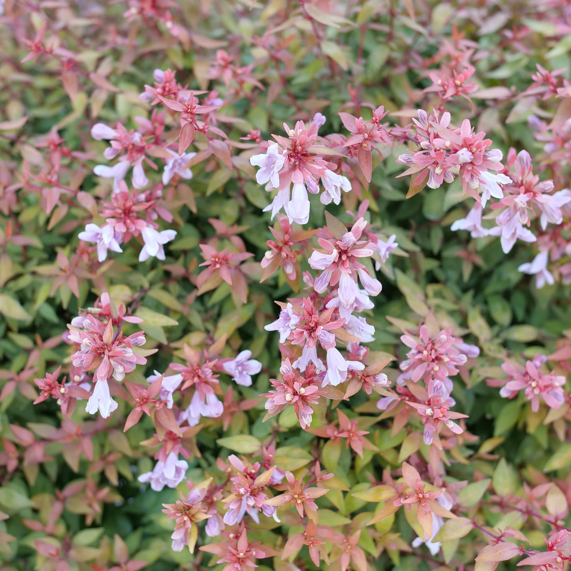 Poco Loco® Abelia (Abelia x grandiflora) - Image 3
