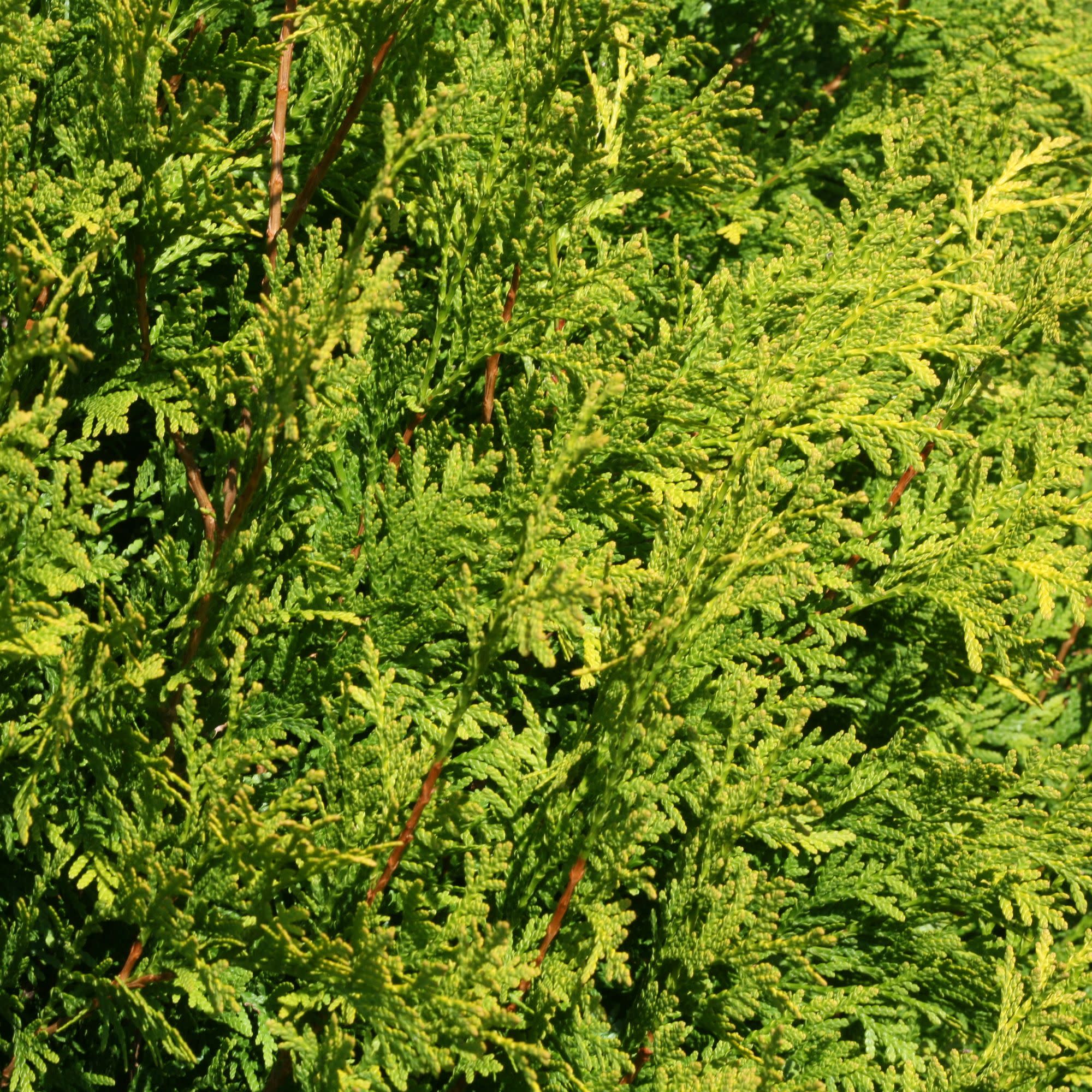 Polar Gold® Arborvitae (Thuja occidentalis)