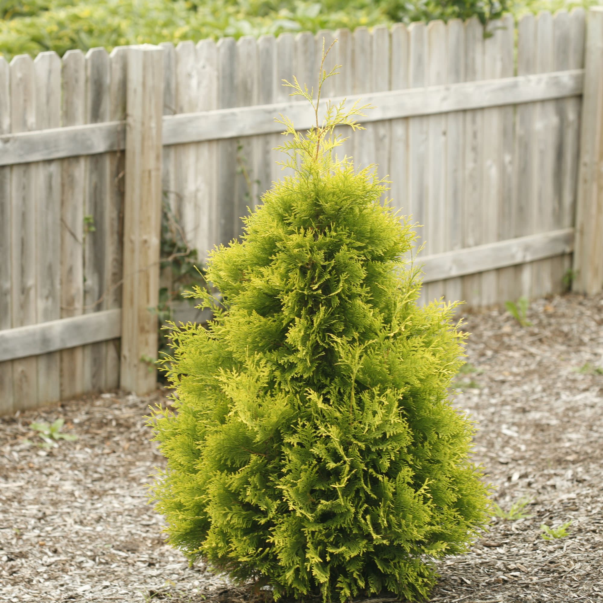 Polar Gold® Arborvitae (Thuja occidentalis) - Image 3