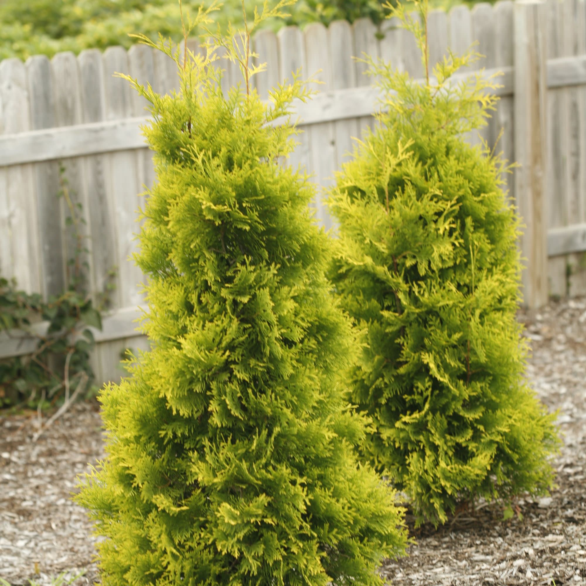 Polar Gold® Arborvitae (Thuja occidentalis) - Image 4