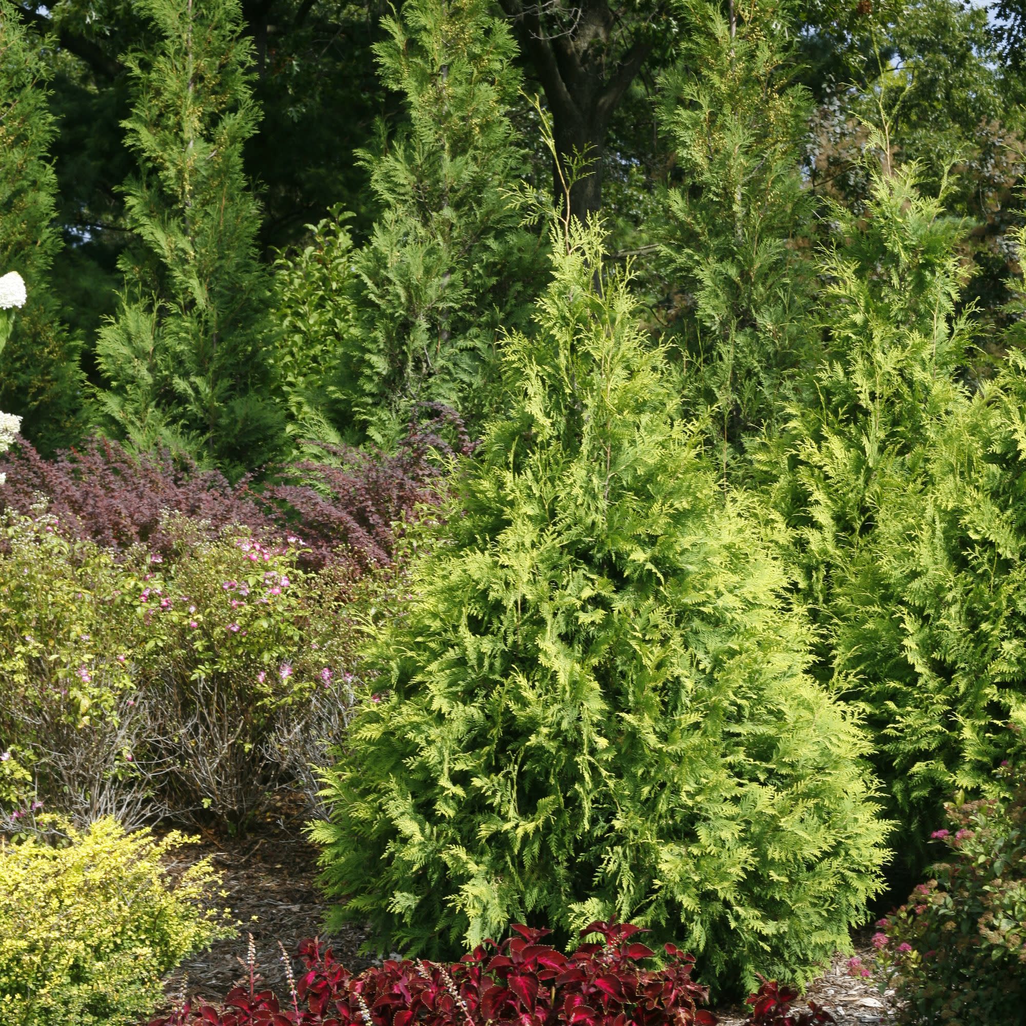 Polar Gold® Arborvitae (Thuja occidentalis) - Image 5