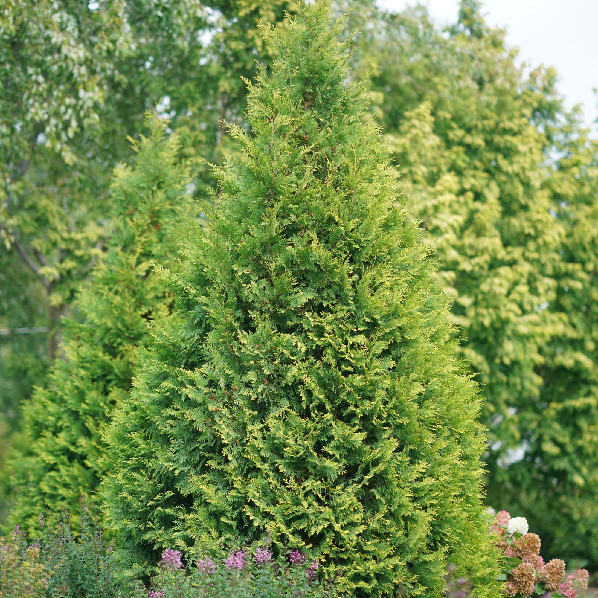 Polar Gold® Arborvitae (Thuja occidentalis) - Image 6