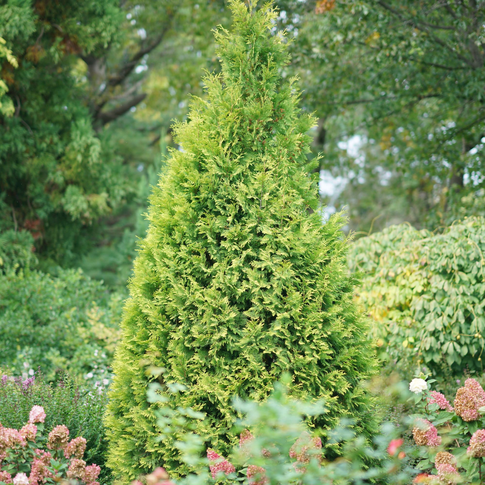 Polar Gold® Arborvitae (Thuja occidentalis) - Image 7