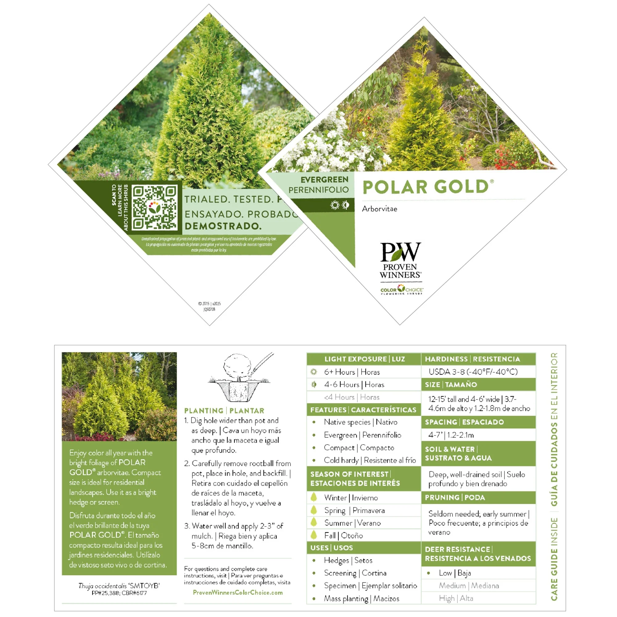 Polar Gold® Arborvitae (Thuja occidentalis) - Image 9