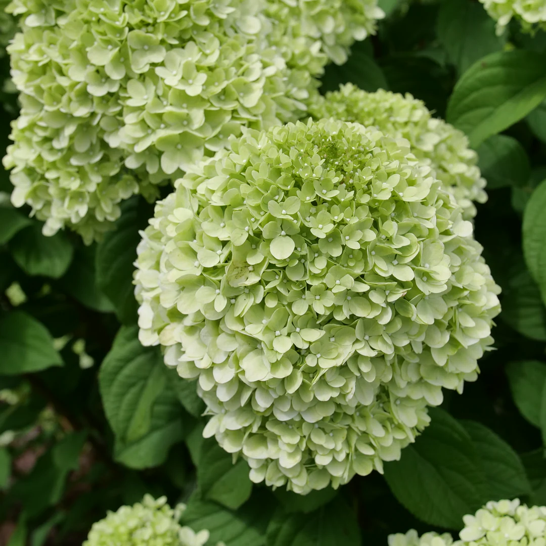 Powerball® Panicle Hydrangea (Paniculata) | Proven Winners® New Variety 2026