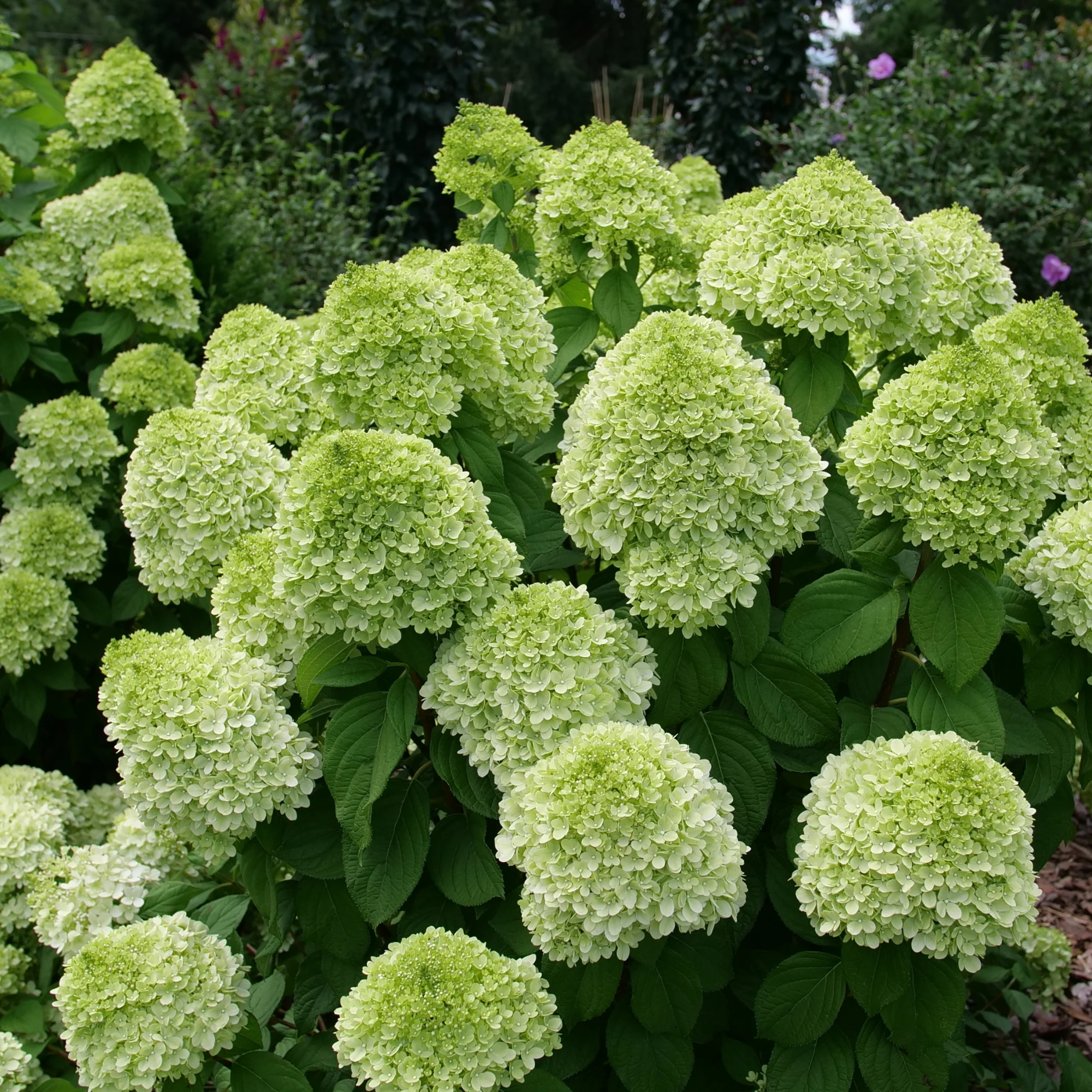 Powerball® Panicle Hydrangea (Paniculata) | Proven Winners® New Variety 2026 - Image 3