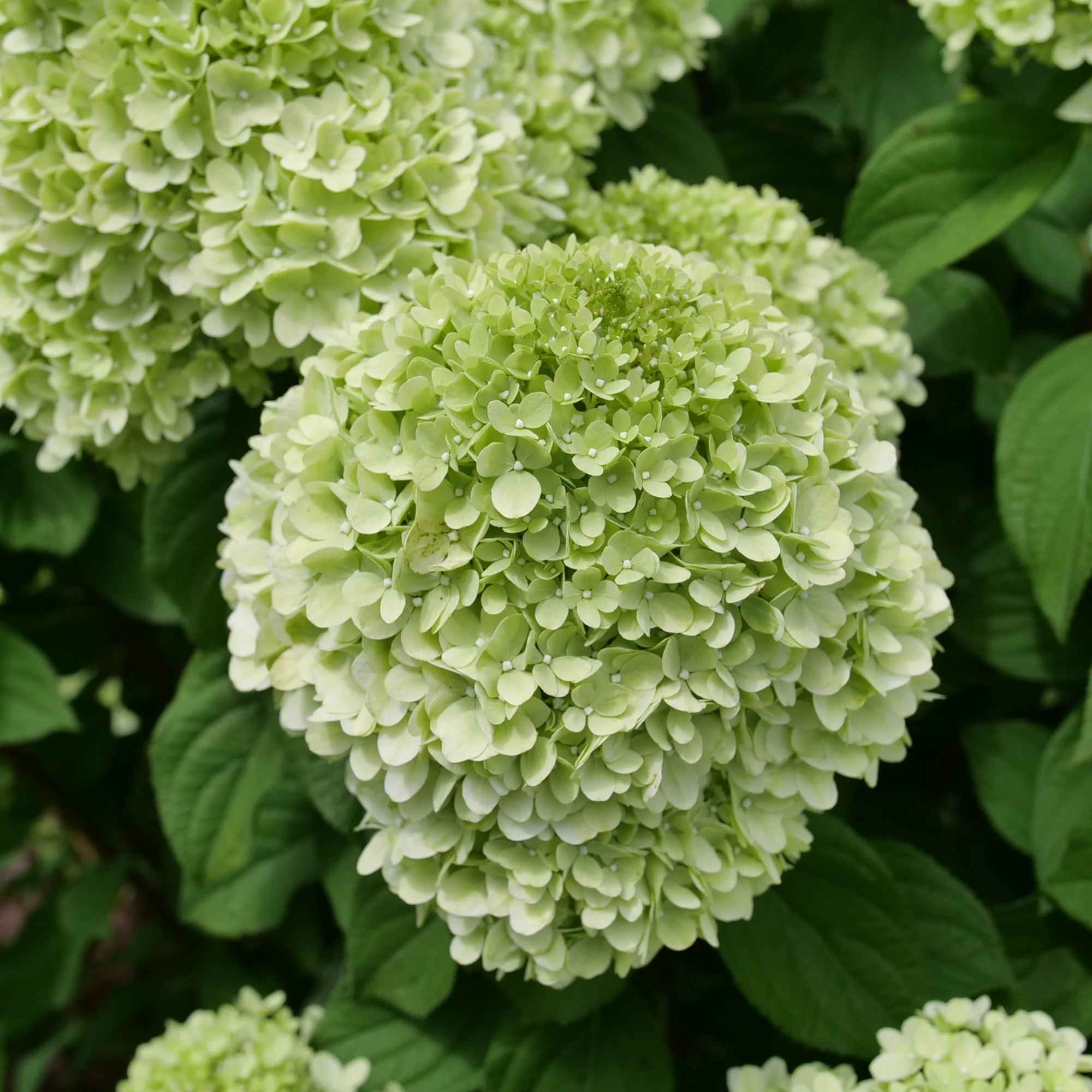 Powerball® Panicle Hydrangea (Paniculata) | Proven Winners® New Variety 2026 - Image 4