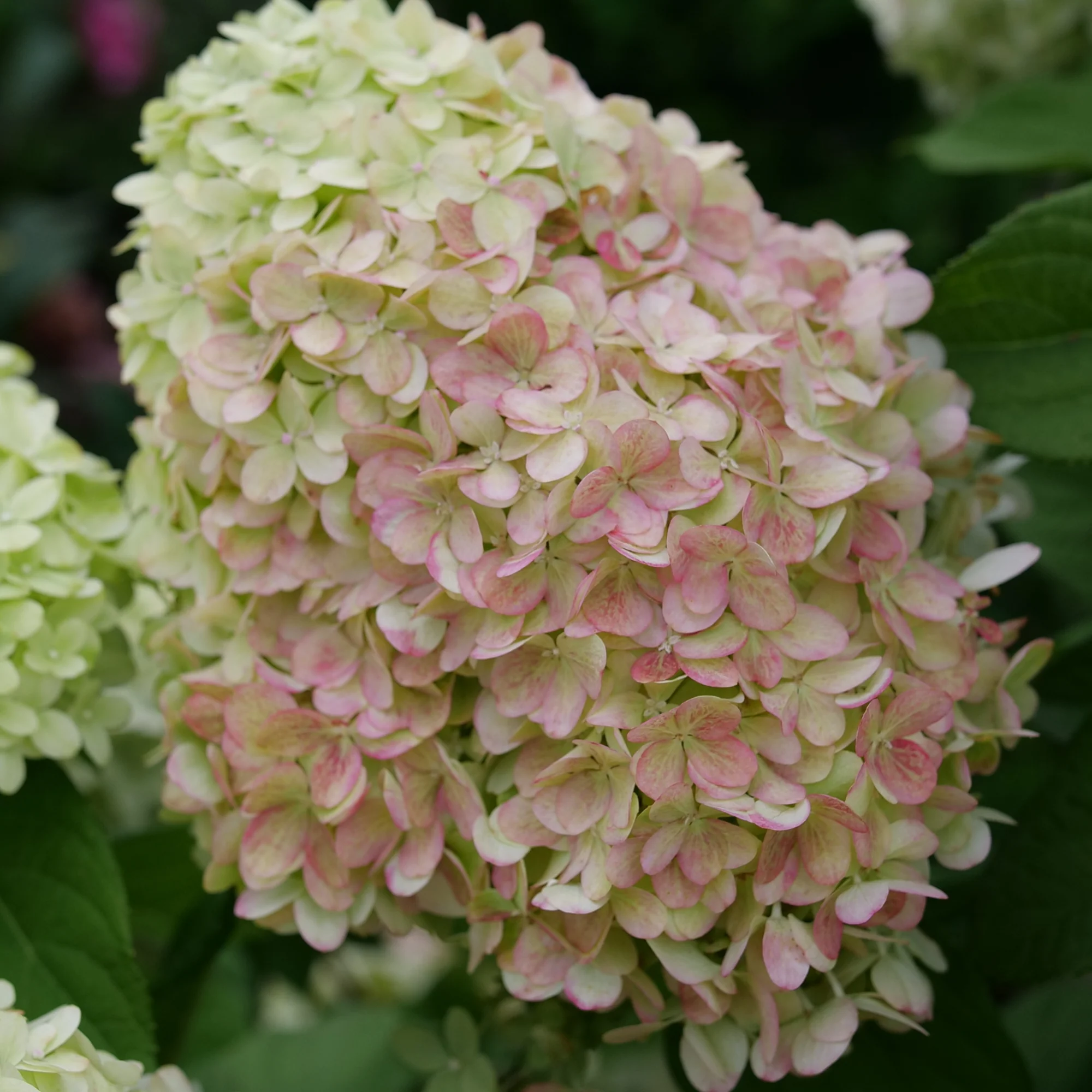 Powerball® Panicle Hydrangea (Paniculata) | Proven Winners® New Variety 2026 - Image 5