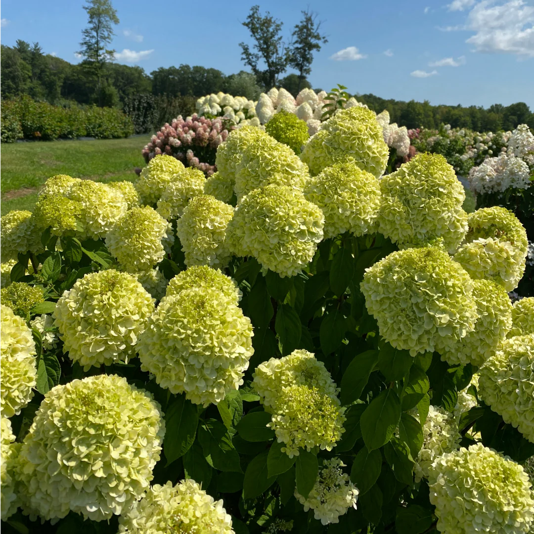Powerball® Panicle Hydrangea (Paniculata) | Proven Winners® New Variety 2026 - Image 6