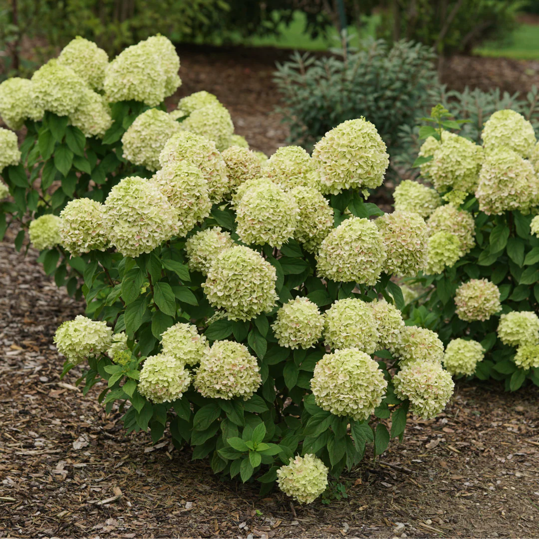 Powerball® Panicle Hydrangea (Paniculata) | Proven Winners® New Variety 2026 - Image 7