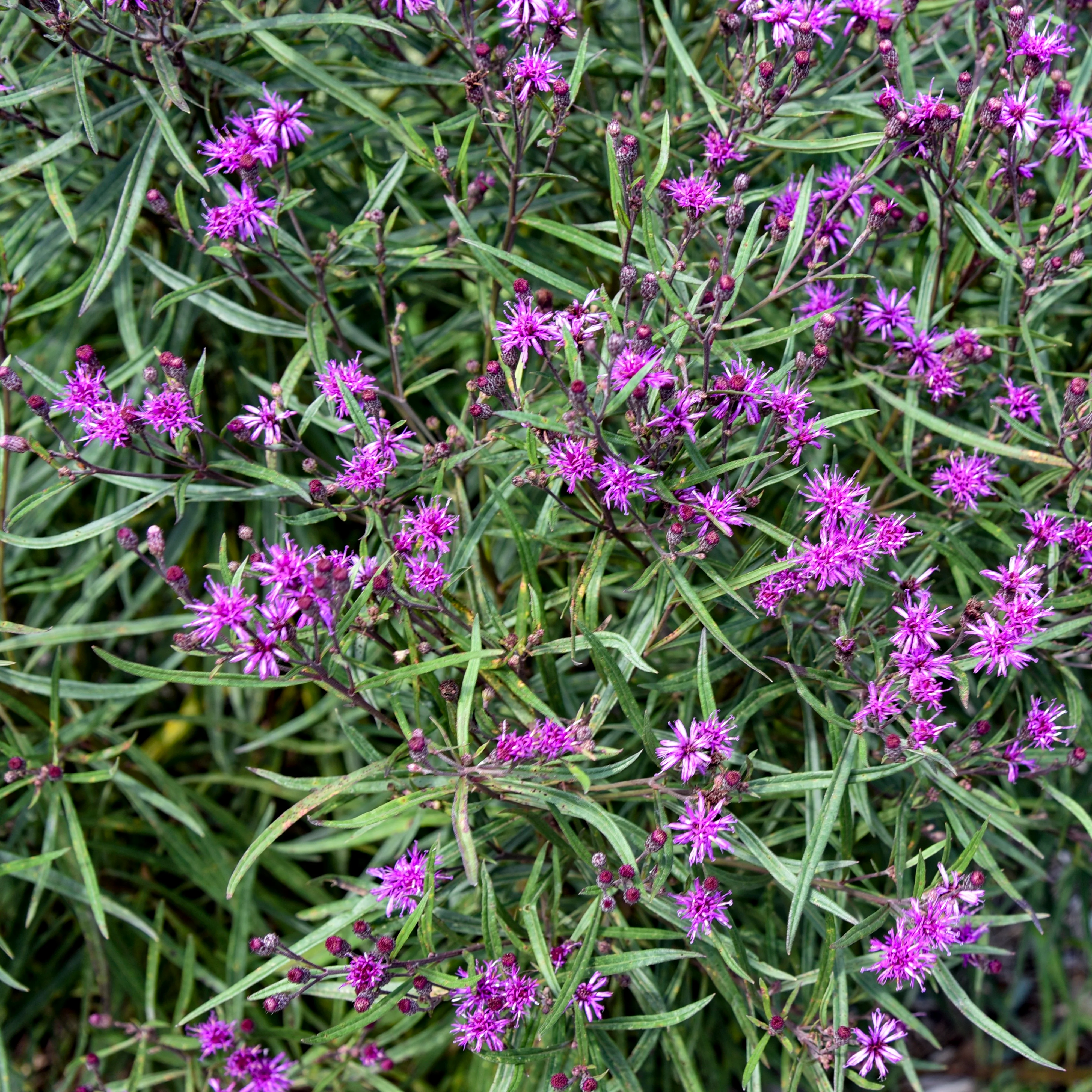'Prairie Princess' Ironweed (Vernonia hybrid) | Proven Winners® New Variety 2026 - Image 2