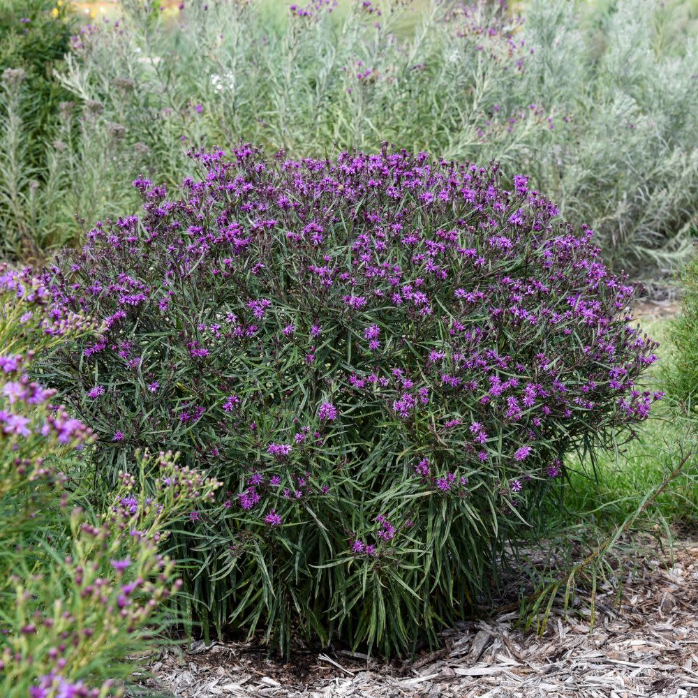 'Prairie Princess' Ironweed (Vernonia hybrid) | Proven Winners® New Variety 2026 - Image 4