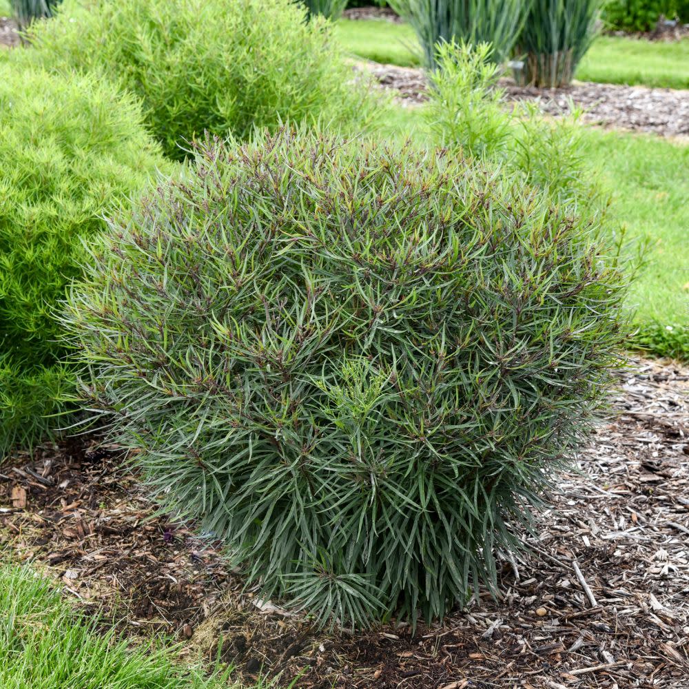 'Prairie Princess' Ironweed (Vernonia hybrid) | Proven Winners® New Variety 2026 - Image 5