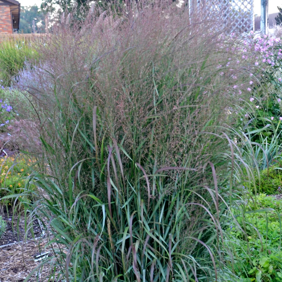 Prairie Winds® 'Apache Rose' Switch Grass (Panicum virgatum) - Image 5