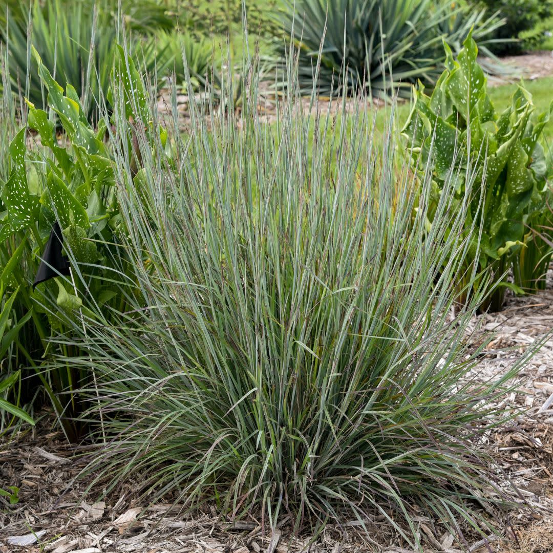 Prairie Winds® 'Brush Strokes' Little Bluestem (Schizachyrium scoparium) - Image 5