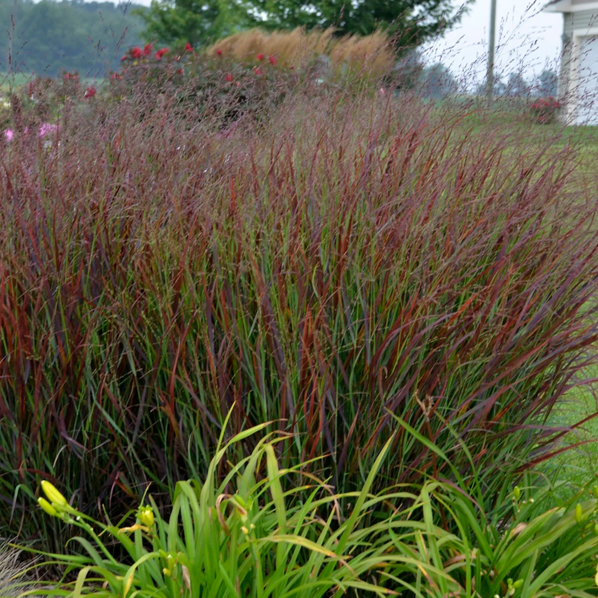 Prairie Winds® 'Cheyenne Sky' Red Switch Grass (Panicum virgatum) - Image 10