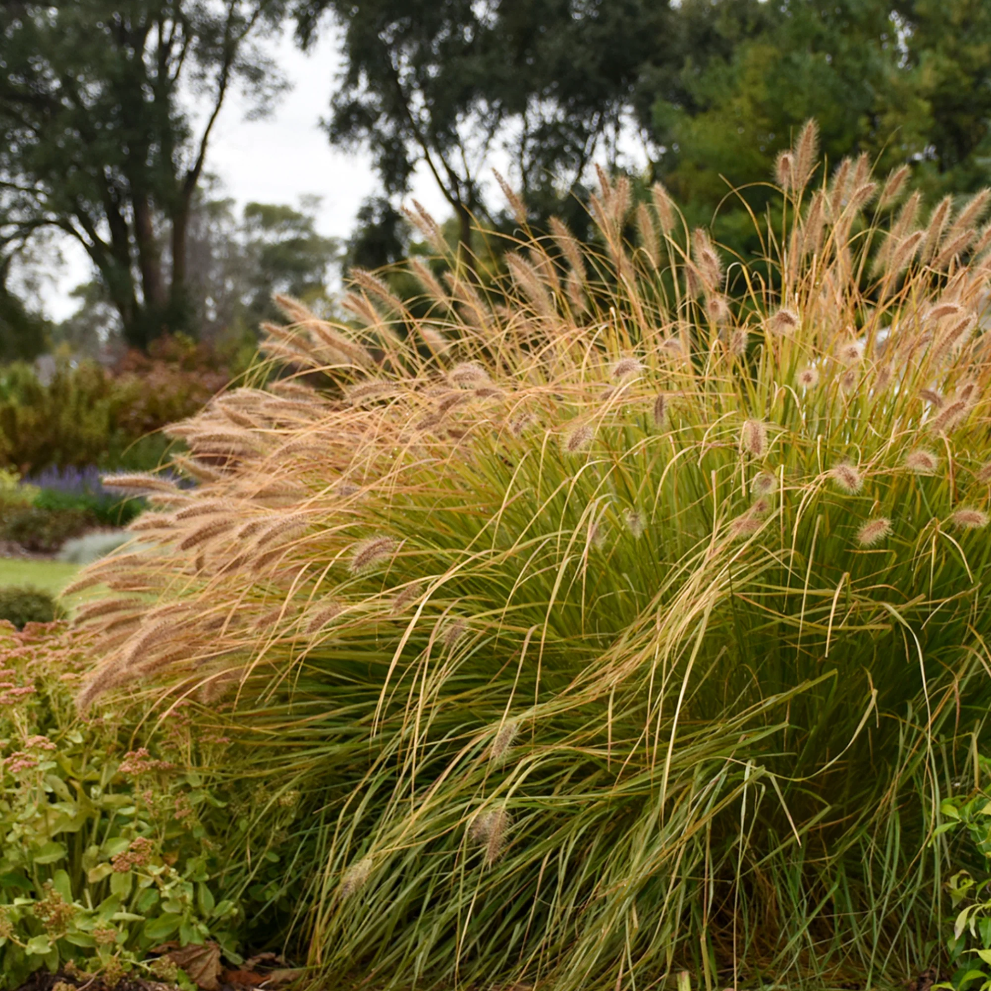 Prairie Winds® 'Desert Plains' Fountain Grass (Pennisetum alopecuroides) - Image 4